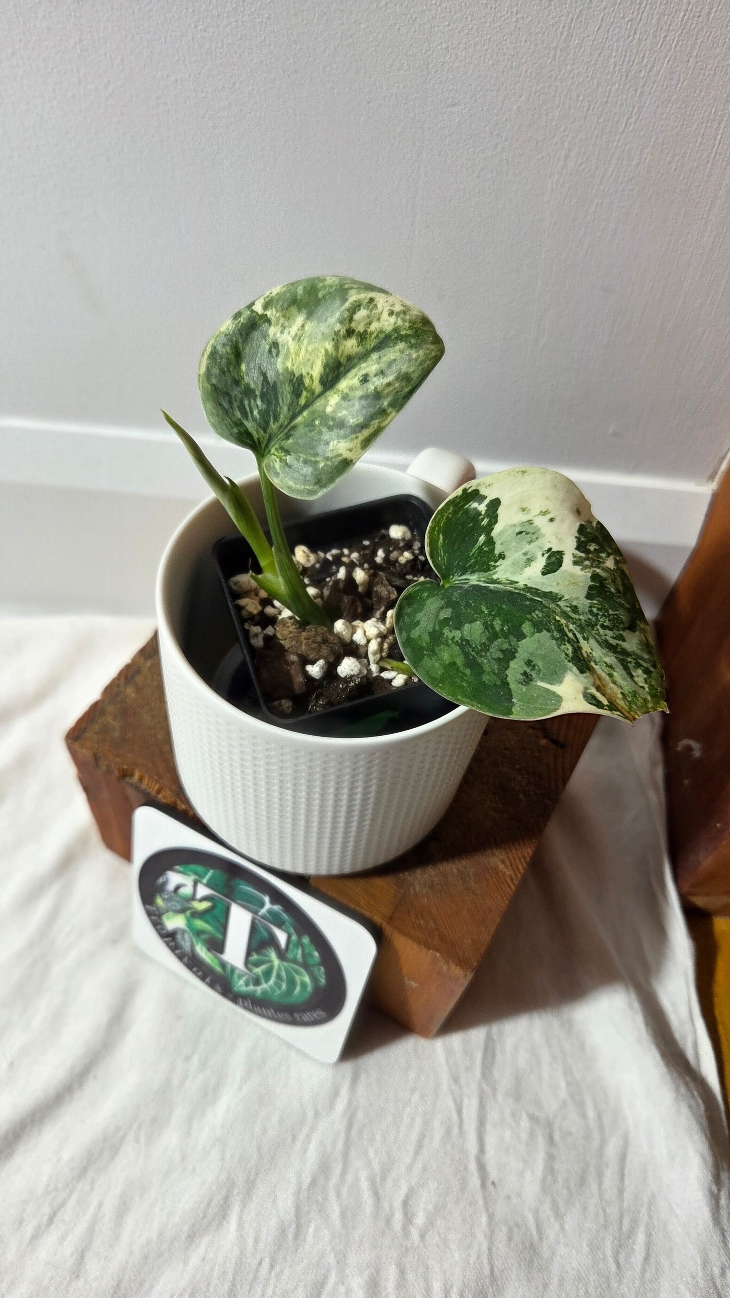 Scindapsus Bahorok  (SCI-1409)