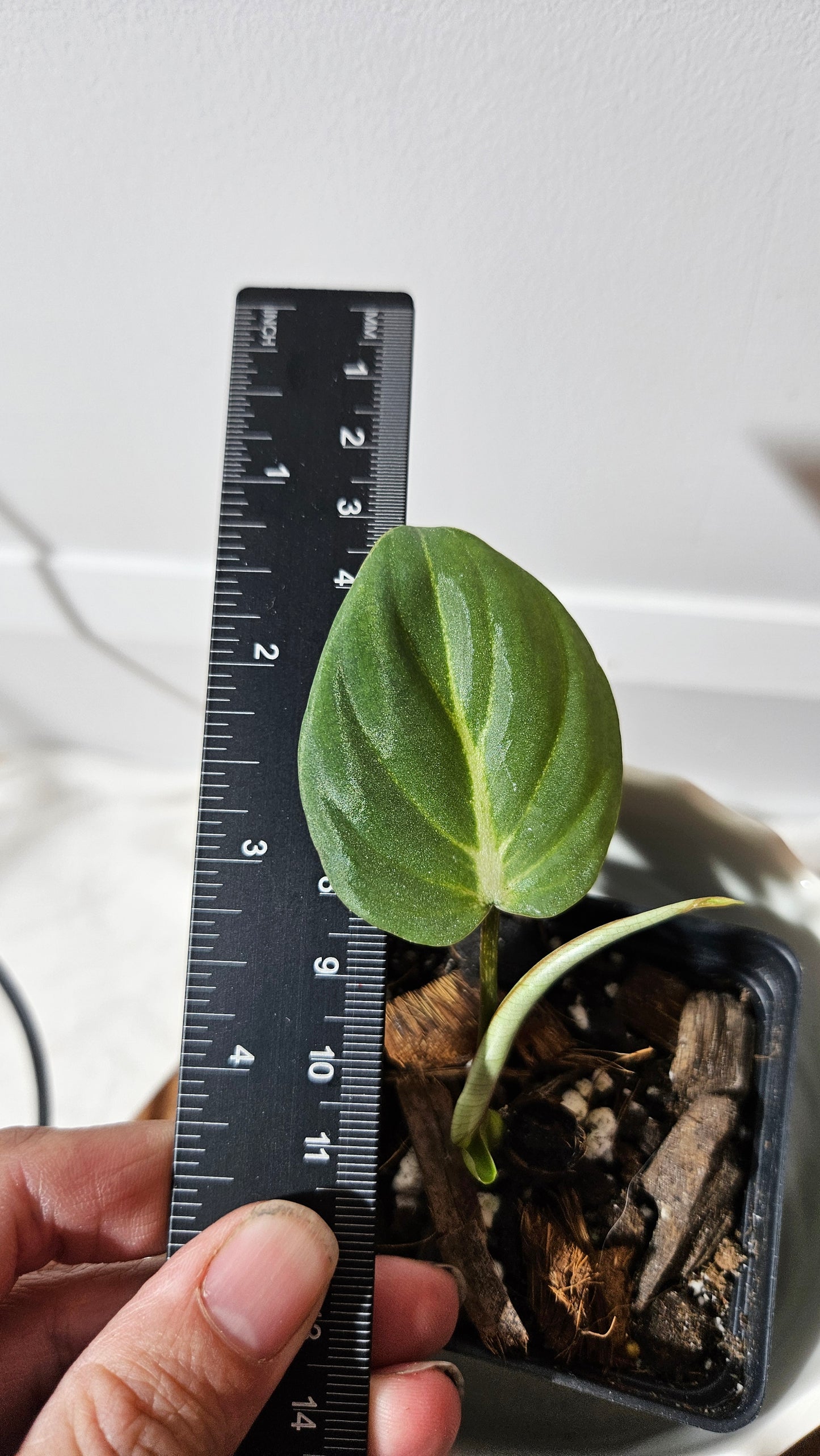 Philodendron Gloriosum Dark (PHI-588)