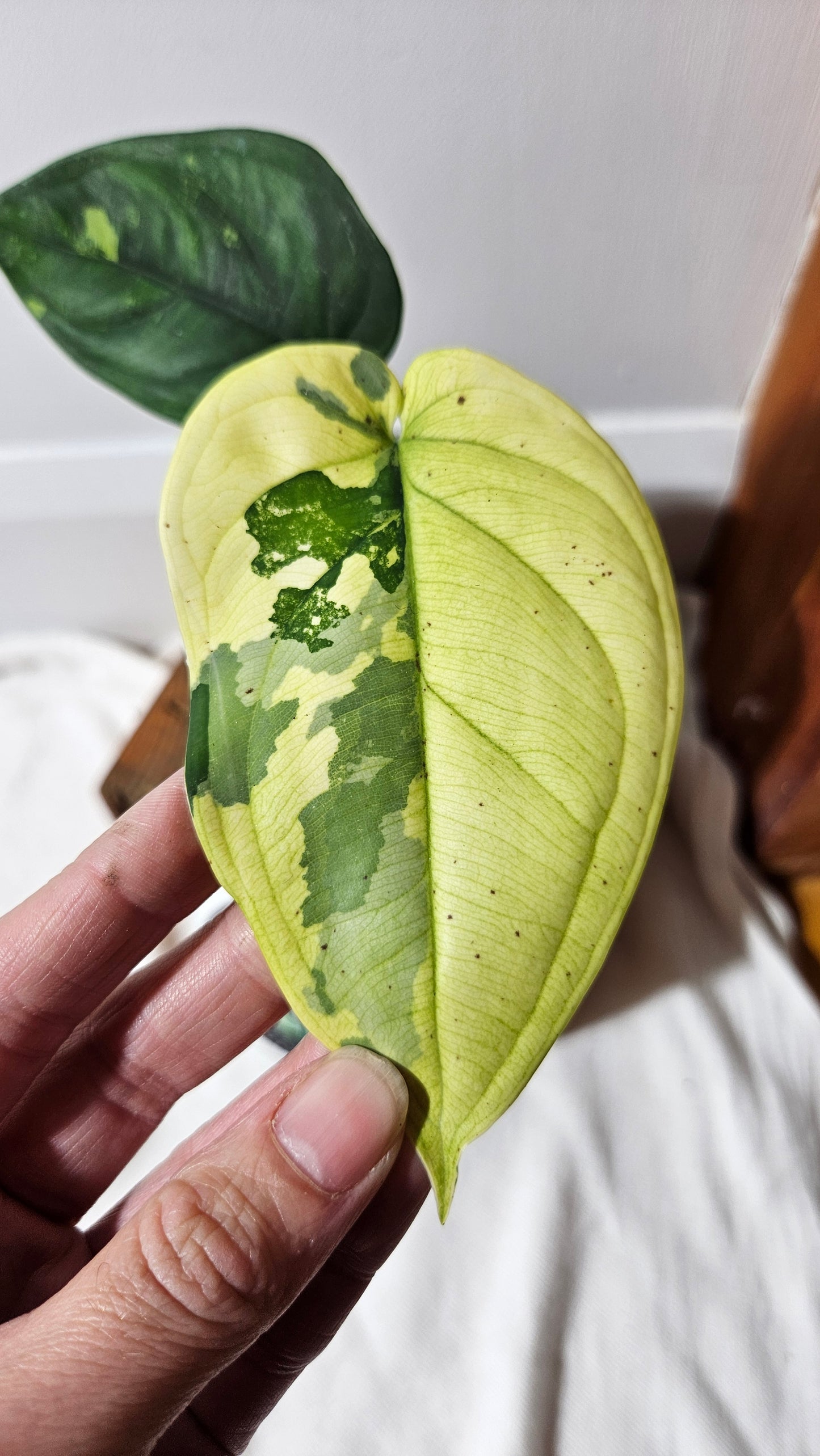 Syngonium Chiapense Albo (SYN-480)