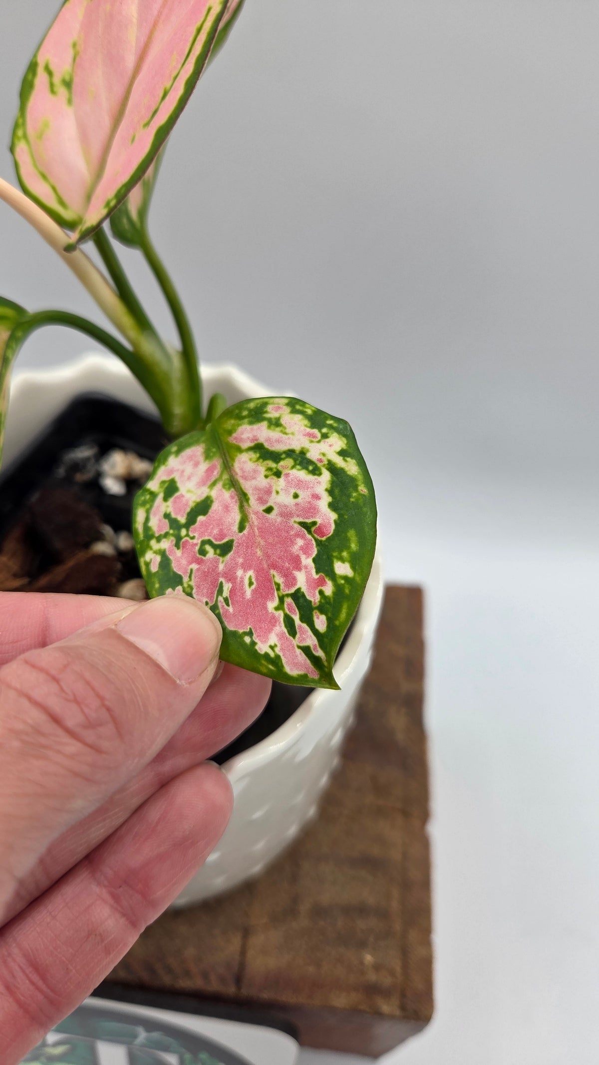 Agalonema Pink Star (AUT-102)