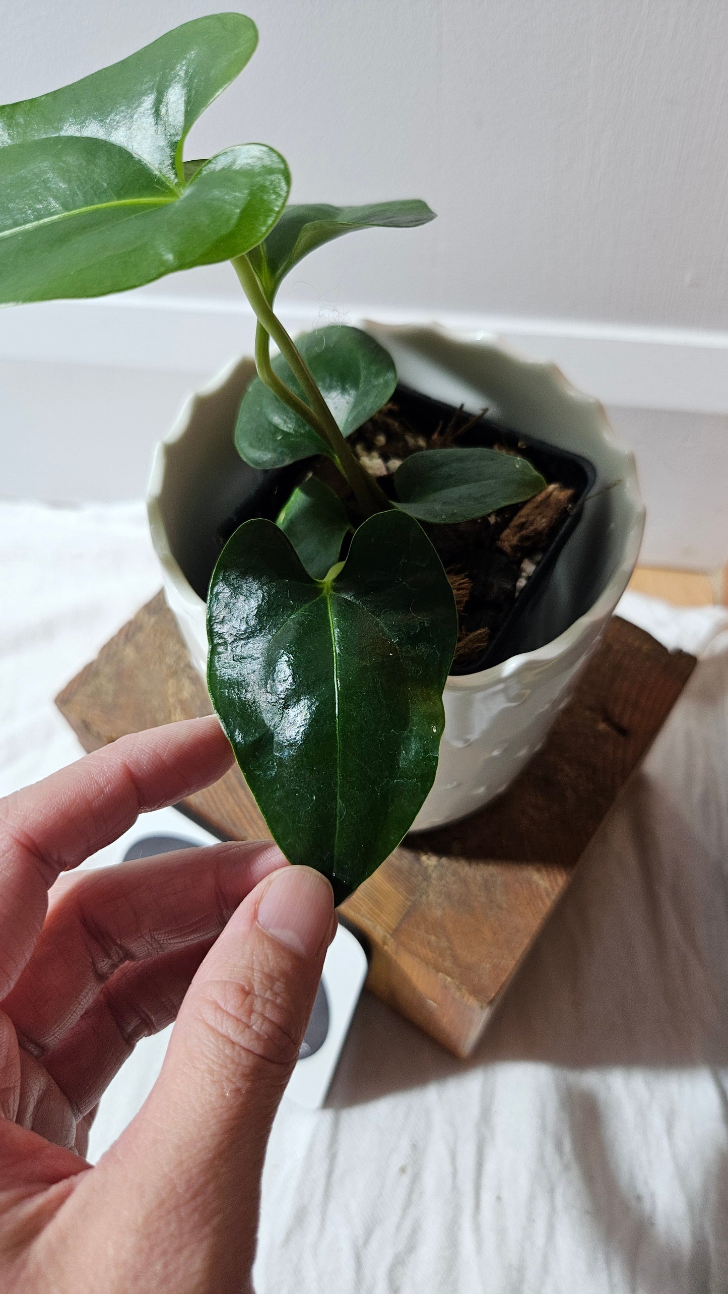 Anthurium Sagittatum Purple "format MOYEN"(ANT-617)