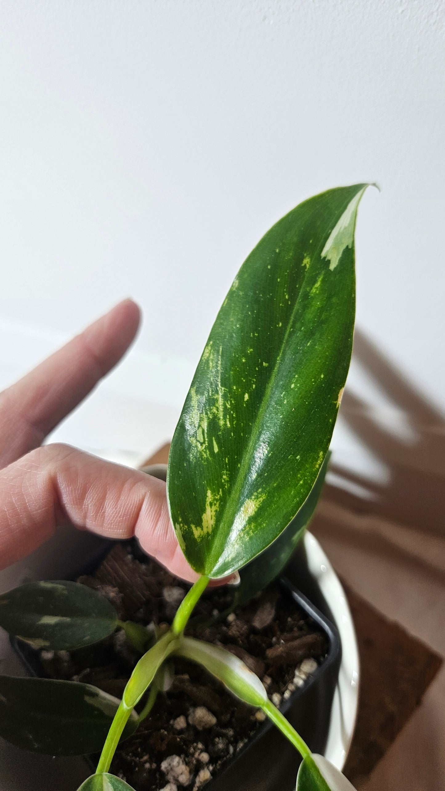 Philodendron White Princess (PHI-630)