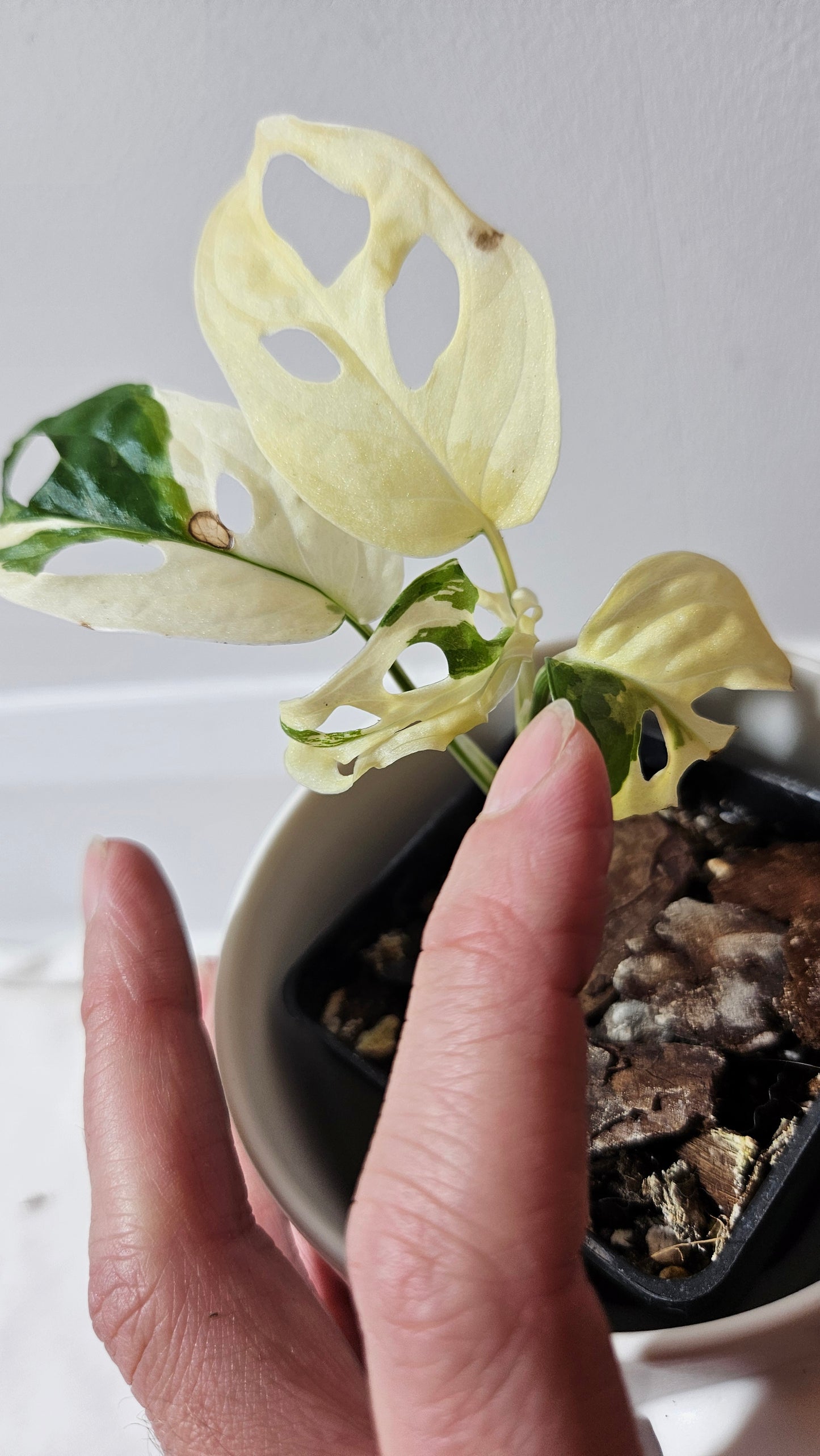 Monstera Andasonii Tricolore (MON-334)