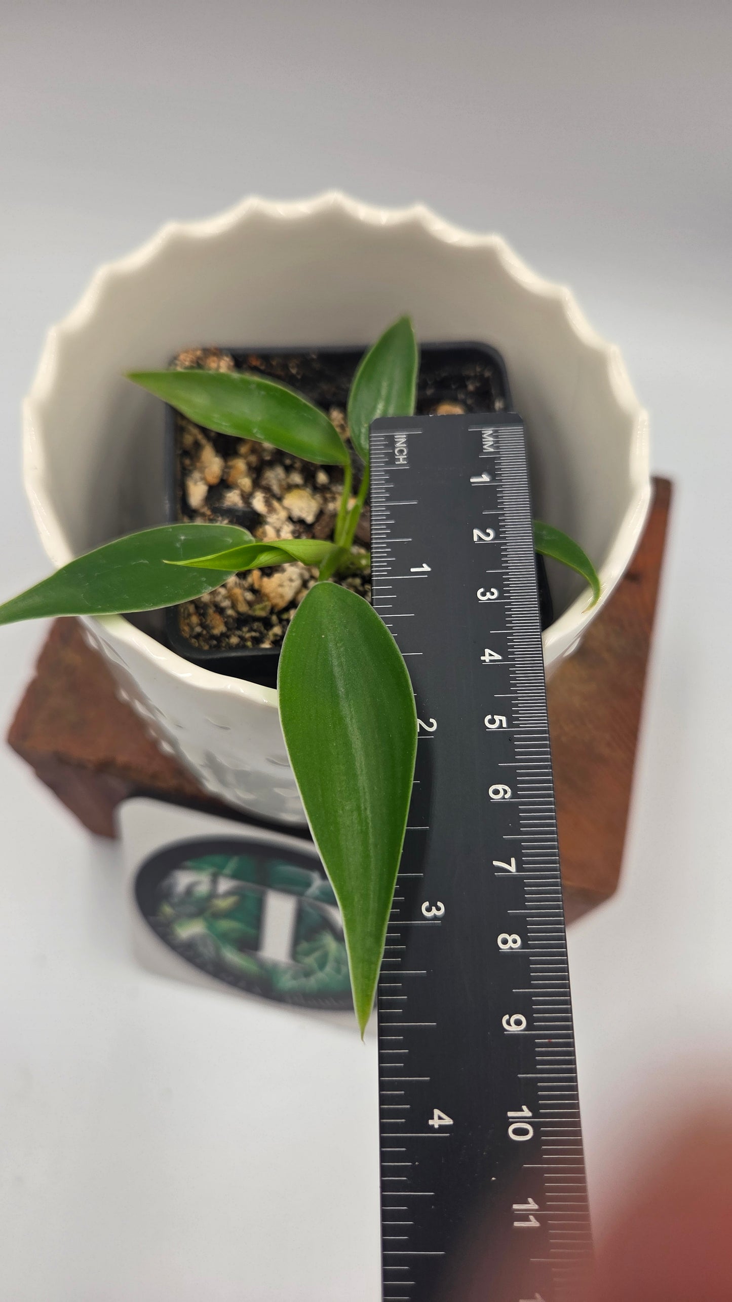 Philodendron Microstictum (PHI-658)
