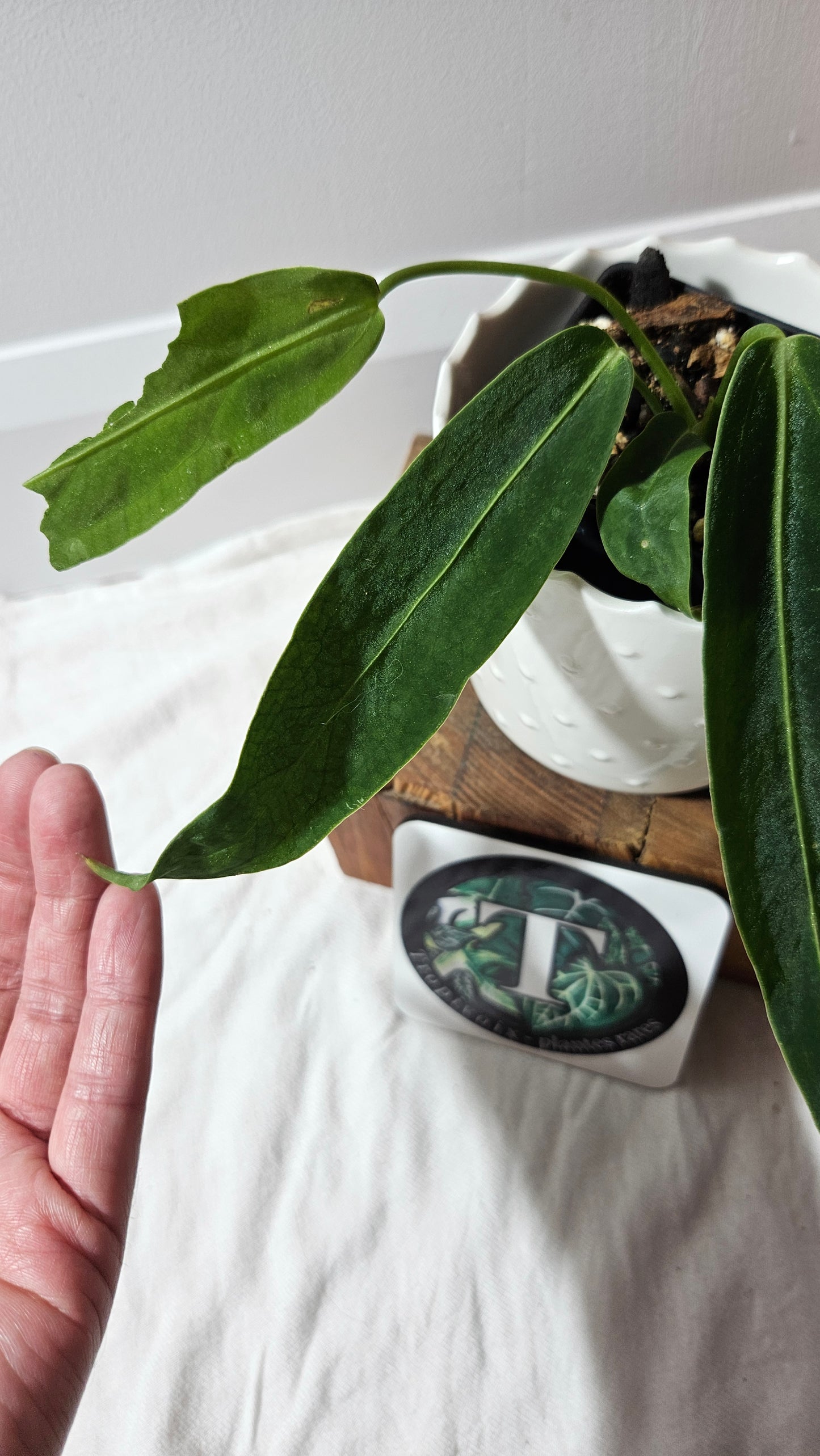 Anthurium Warocqueanum  "format PETIT"(ANT-601)