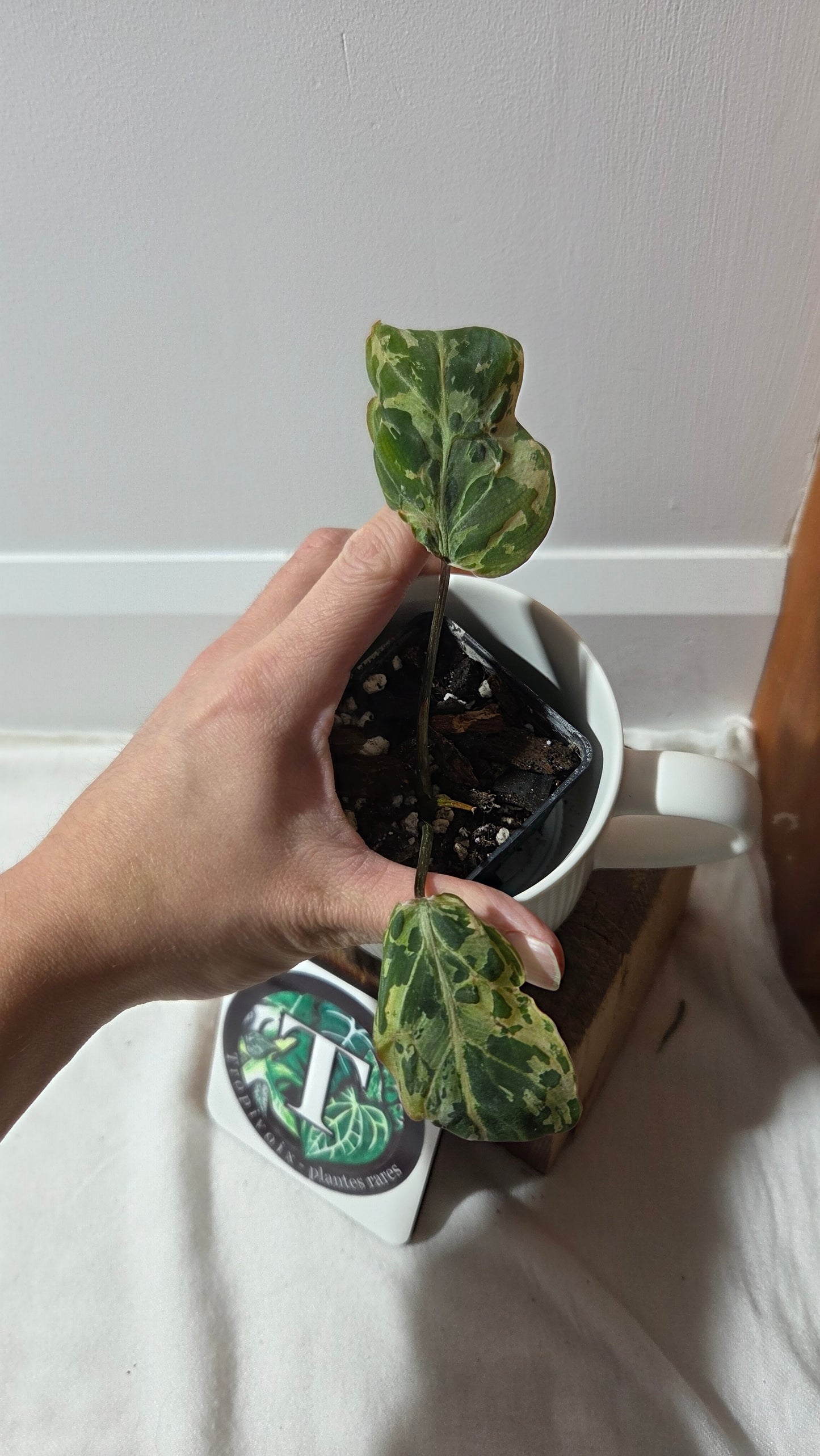 Philodendron Gloriosum "Snow leopard" (PHI-1001)