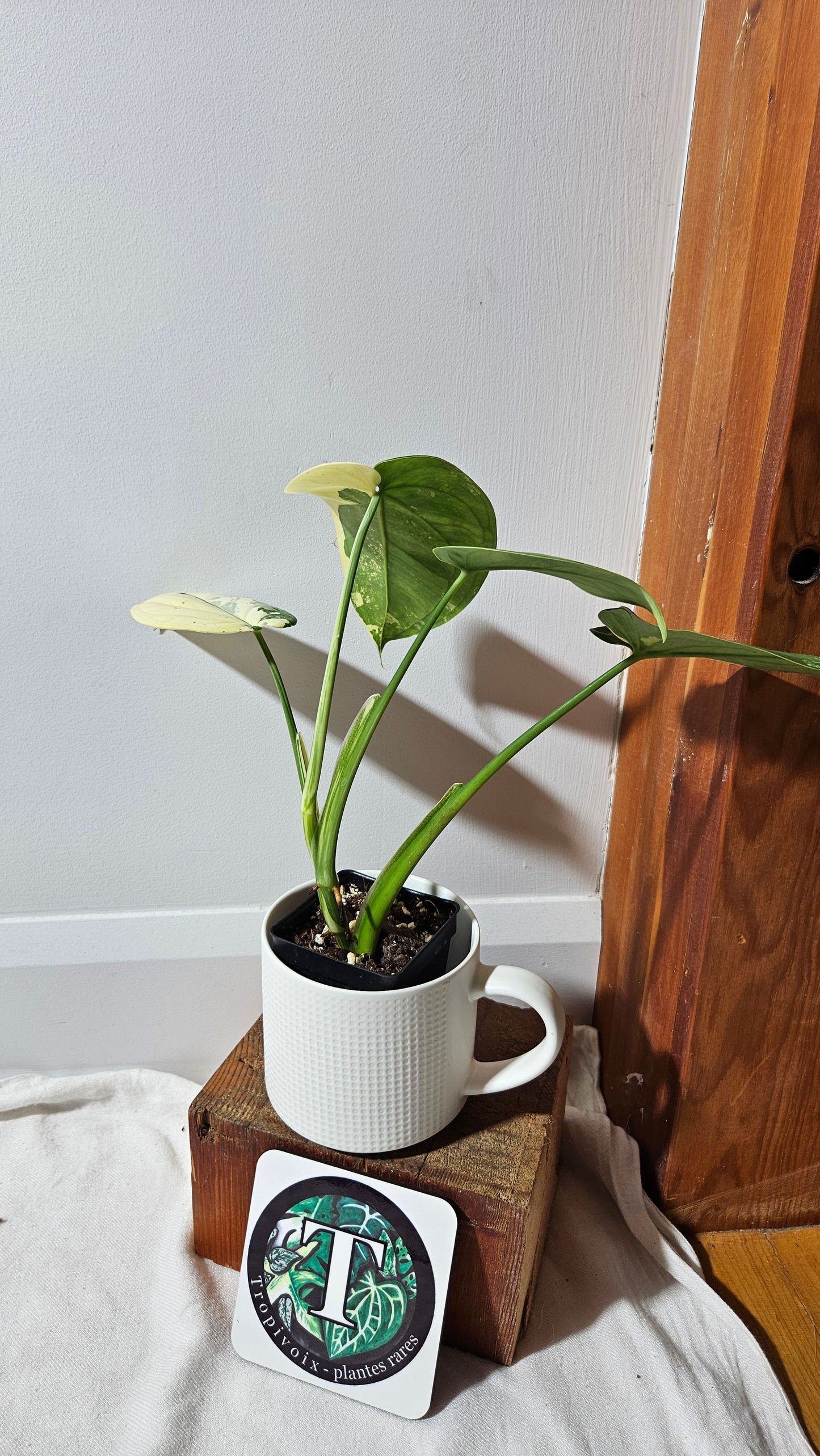 Syngonium Chiapense Albo (SYN-481)