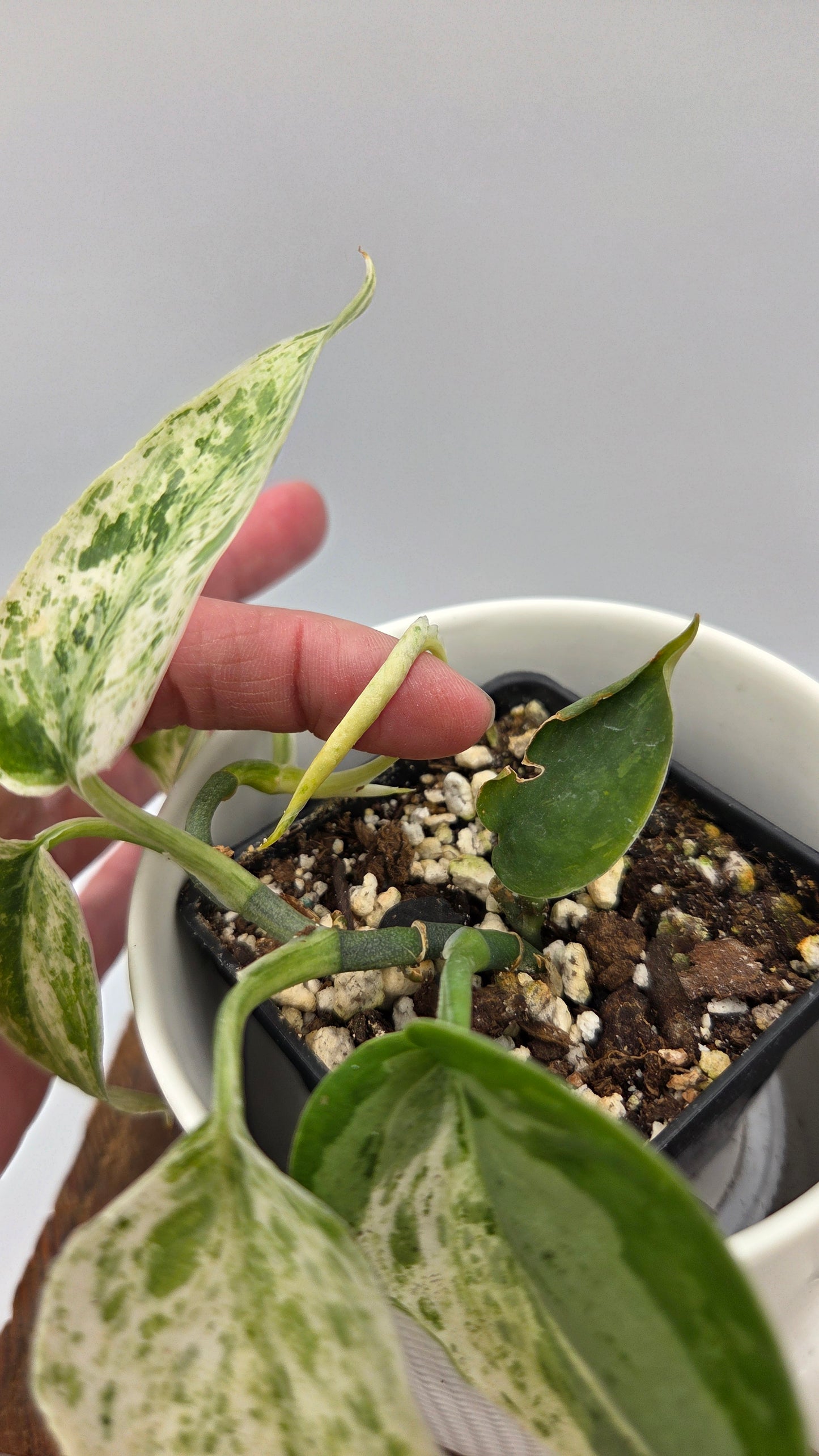 Scindapsus Silver Splash Dark Variegata (SCI-841)