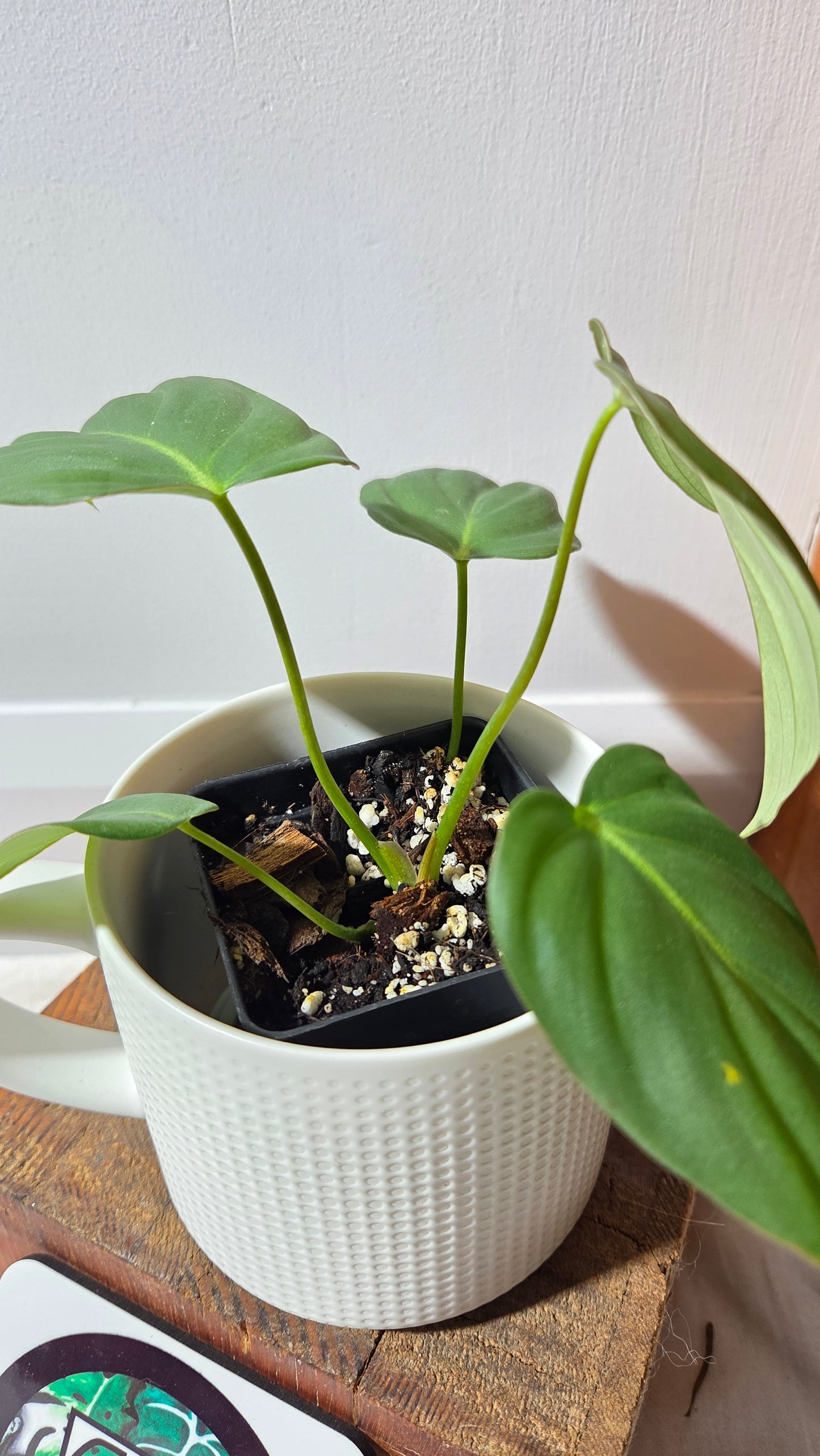 Philodendron Dean McDowell (PHI-1004)