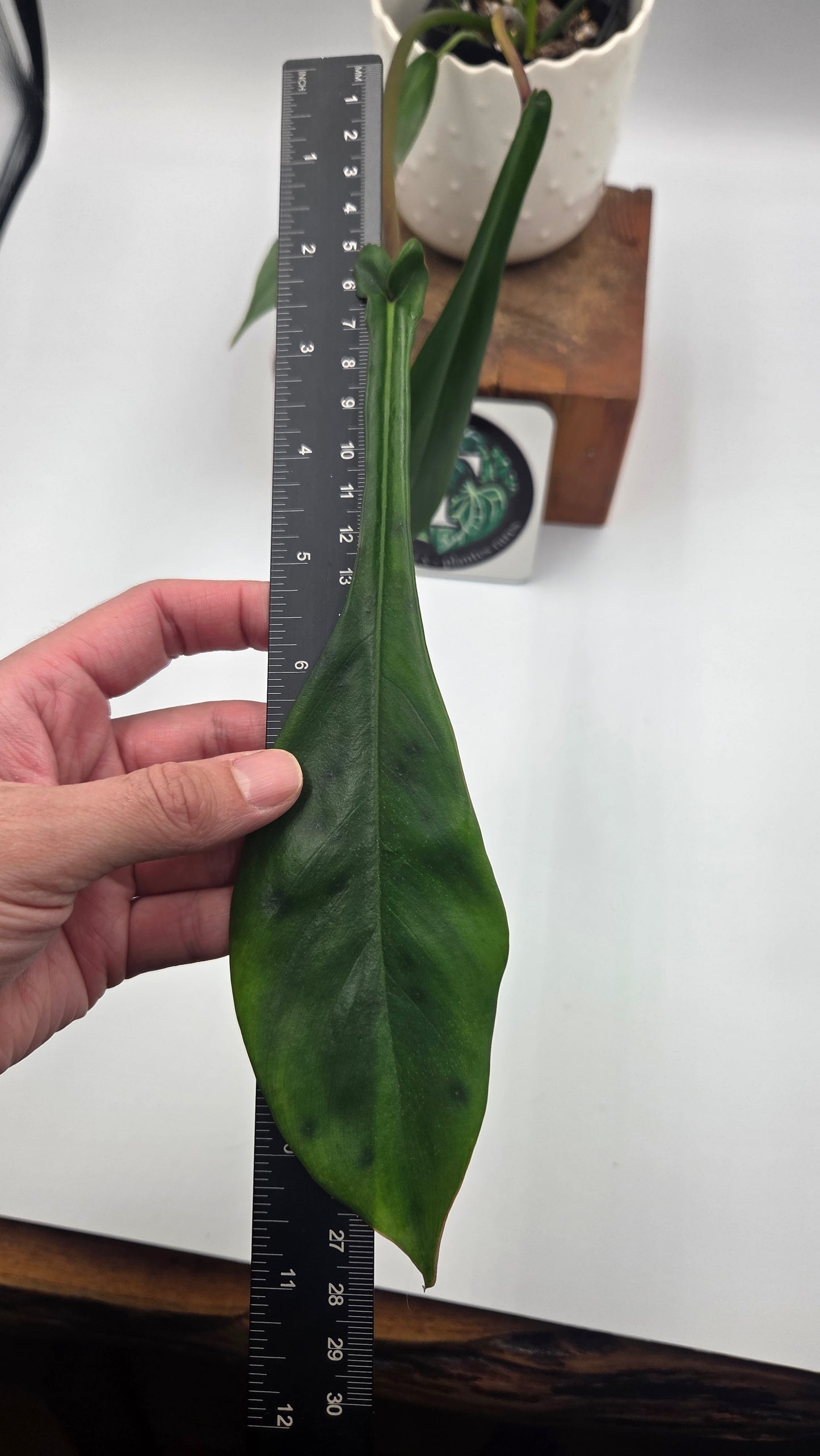 Philodendron Joepii (PHI-1034)