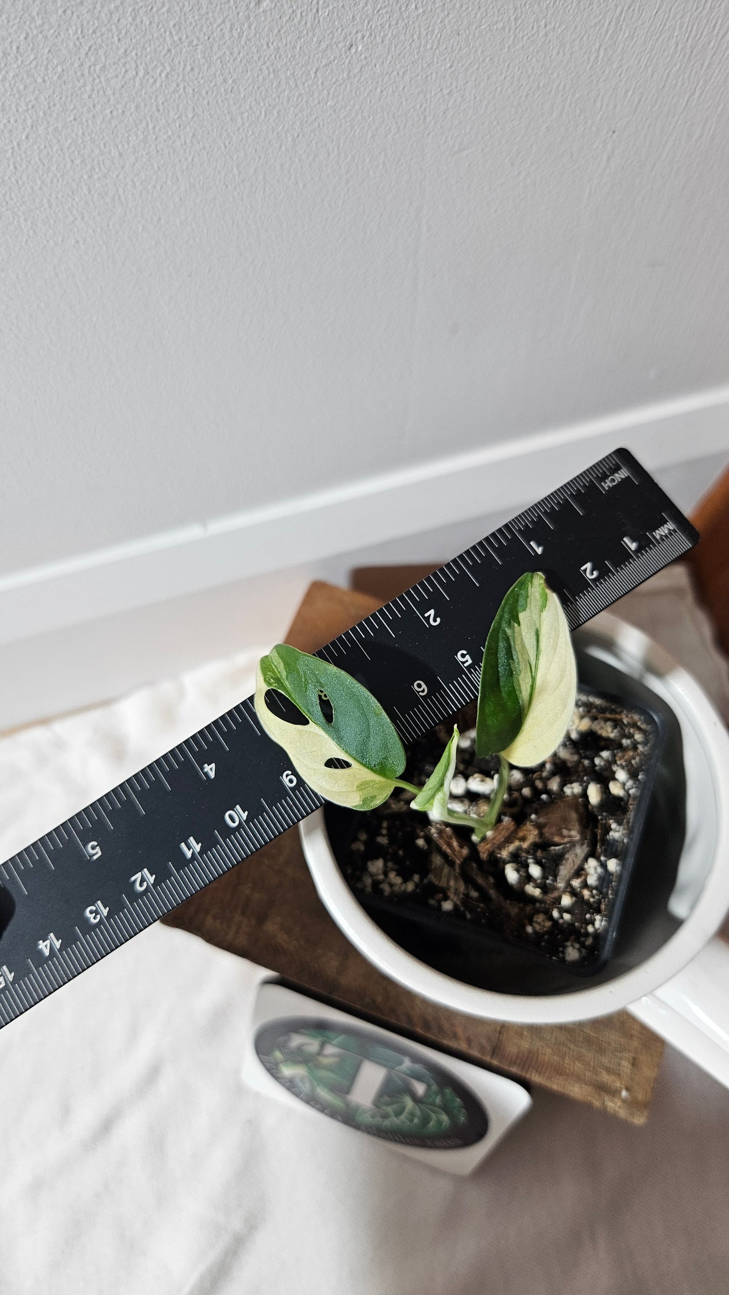 Monstera Andasonii Tricolore (MON-474)