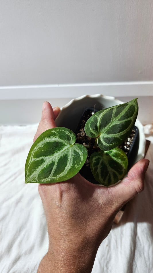 Anthurium  Crystallinum "format PETIT" (ANT-591)