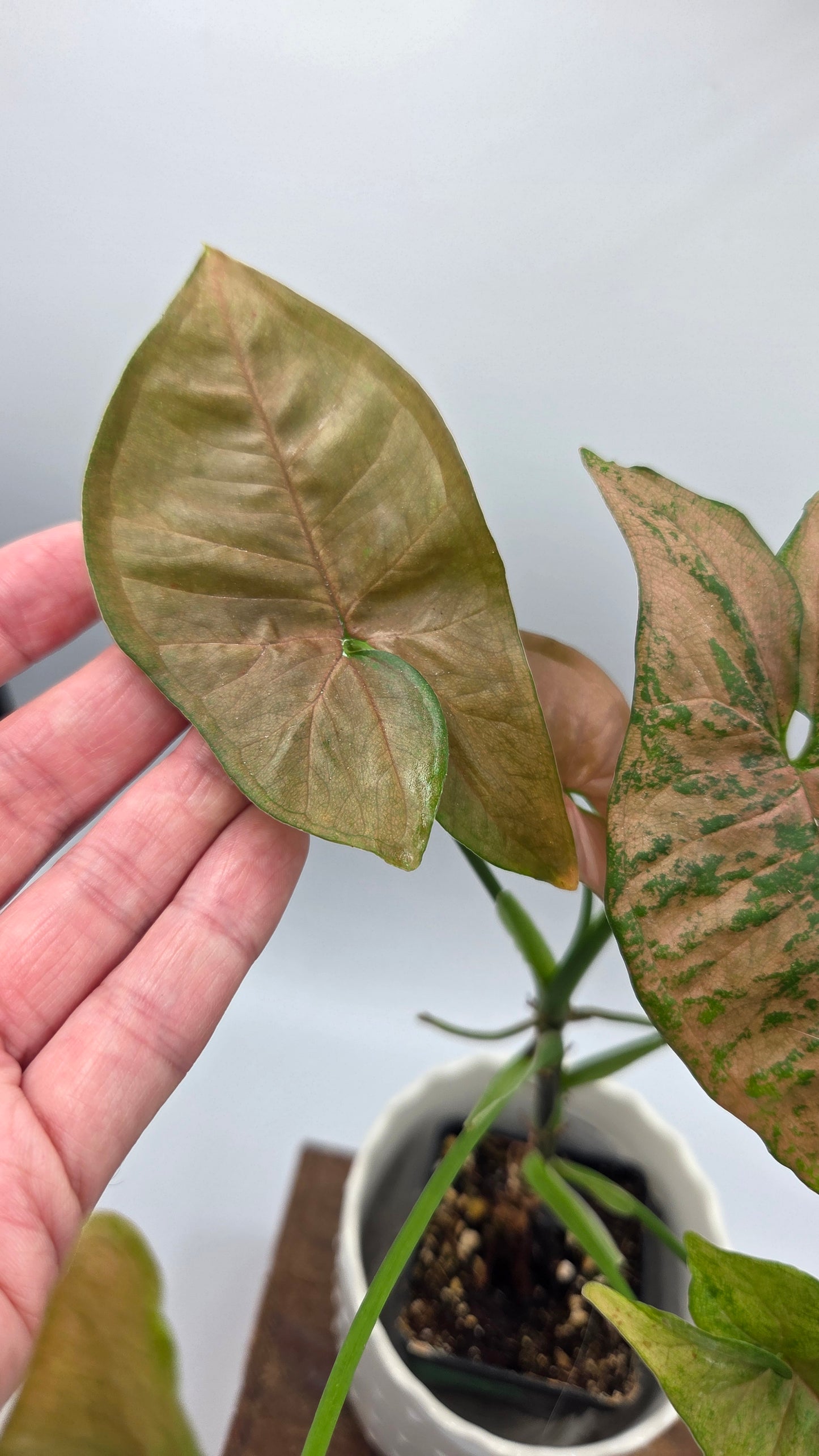Syngonium Pink Flecked (SYN-508)
