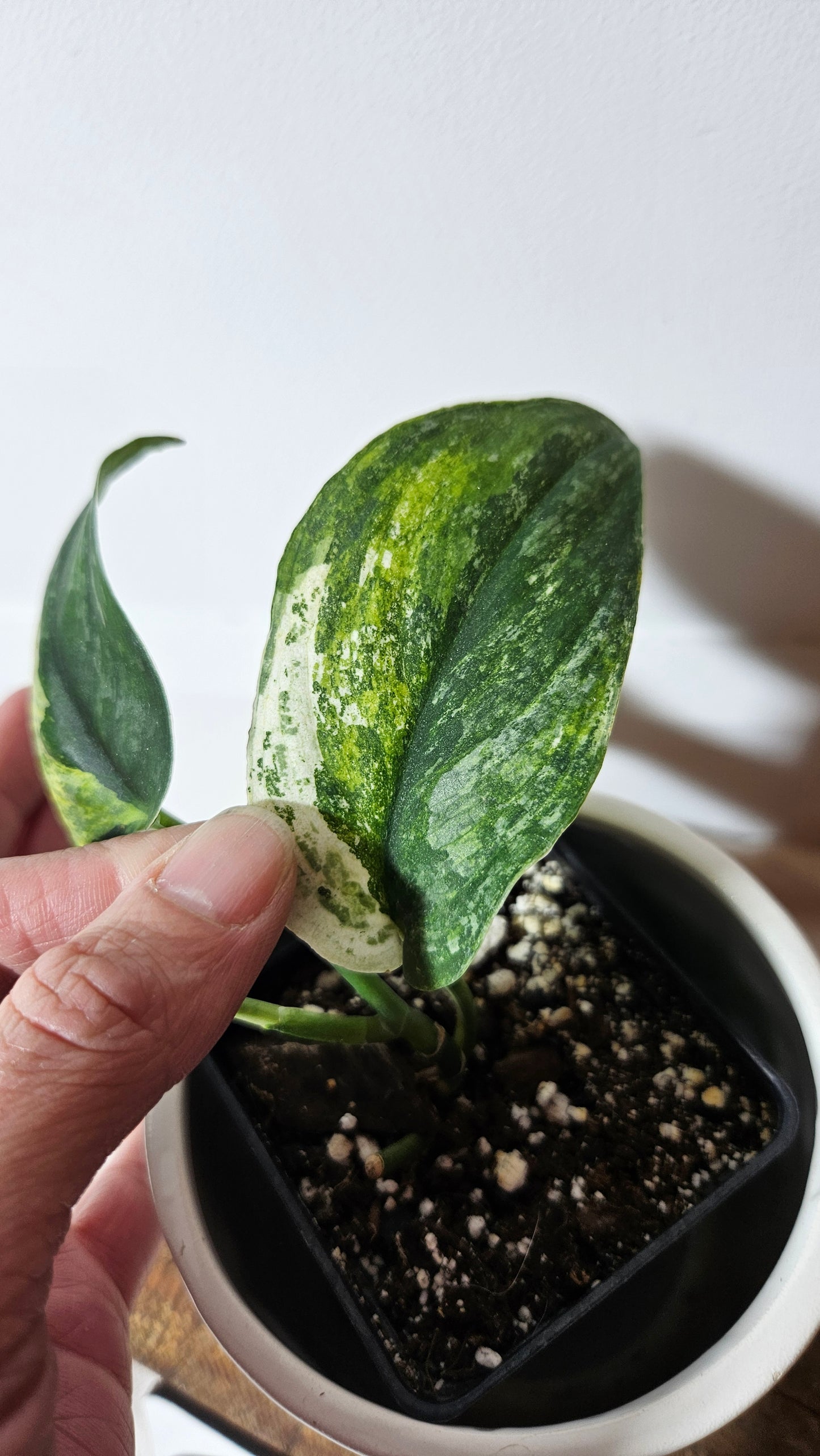 Scindapsus Silver Splash Variegata (SCI-568)