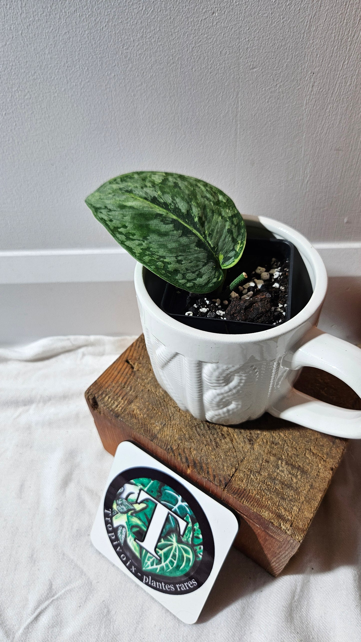 Scindapsus Medusa (SCI-1170)