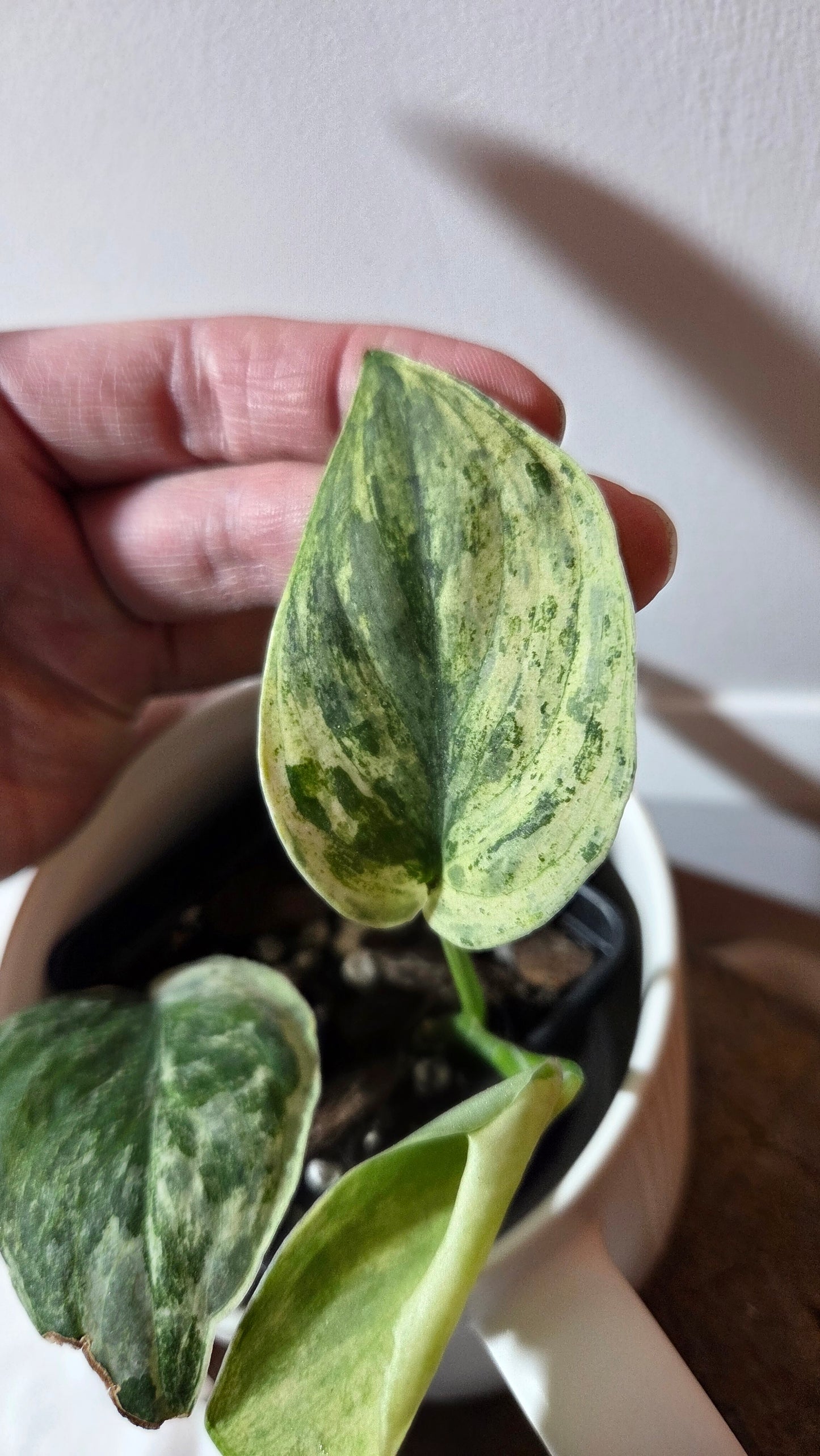 Scindapsus Silver Splash Tricolore (SCI-1367)