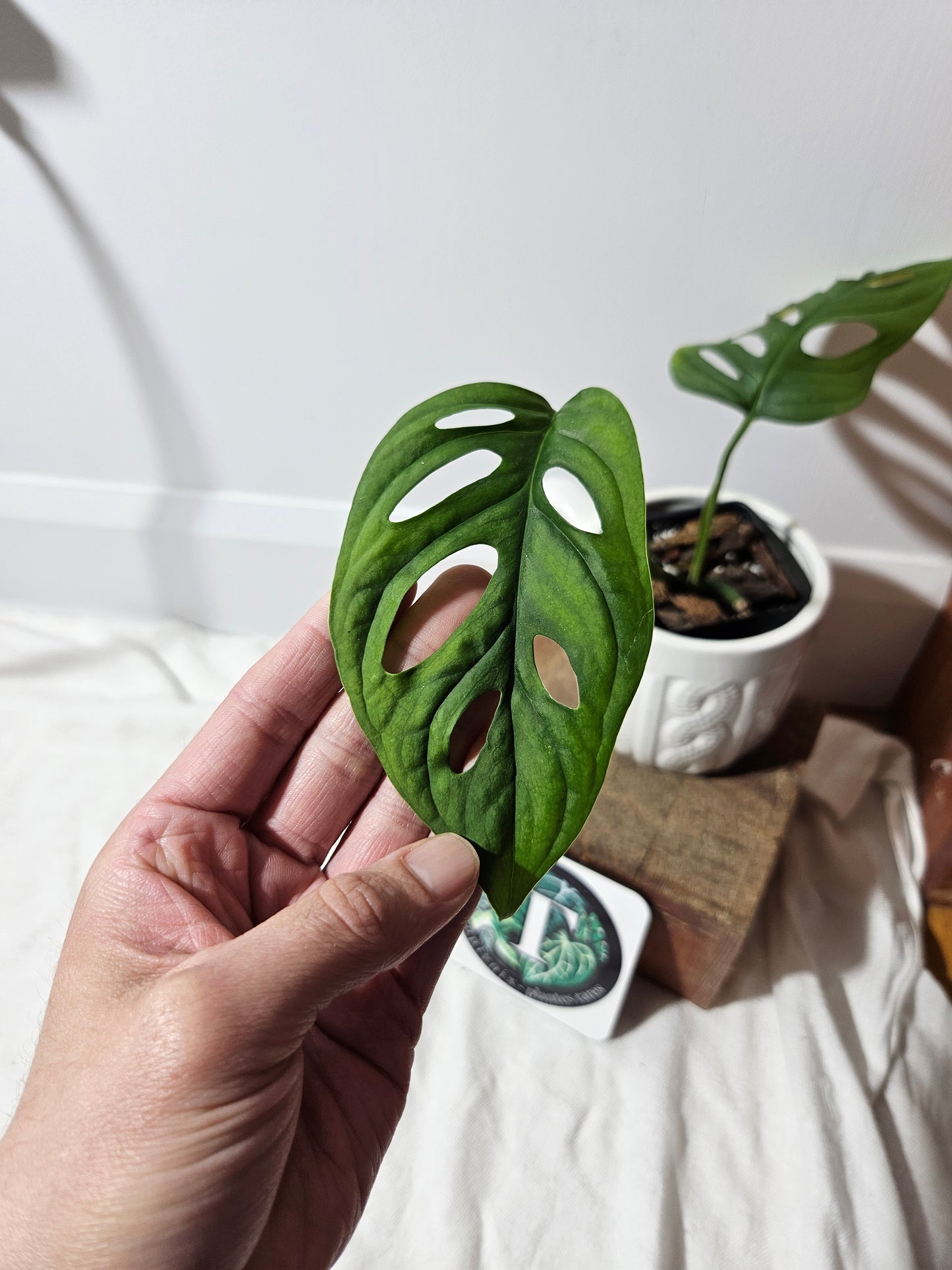 Monstera Obliqua Aff Muyuna Round (MON-159)