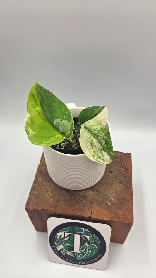Scindapsus Silver Satin Tricolore (SCI-830)