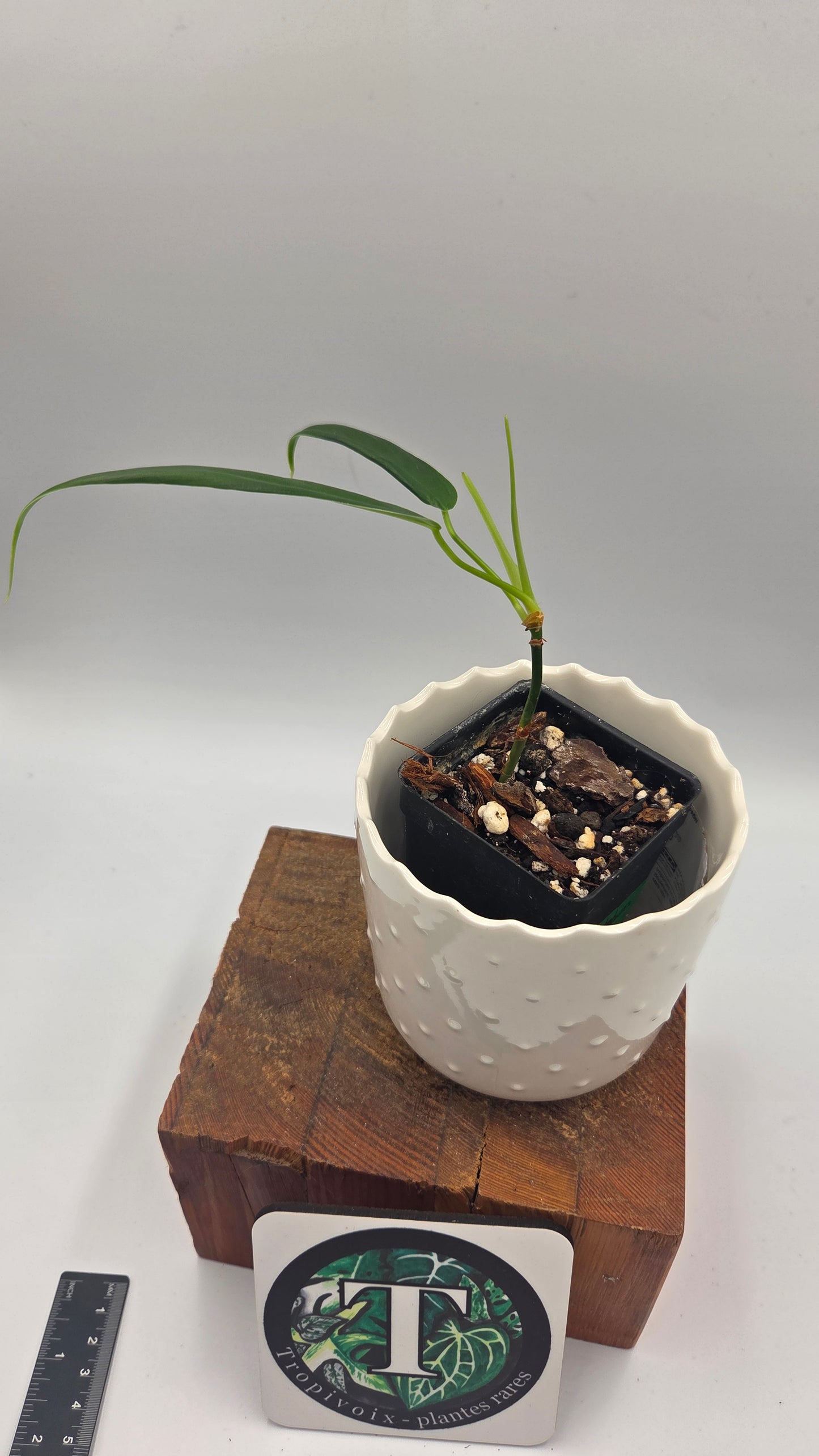 Philodendron Hebetatum (PHI-1046)