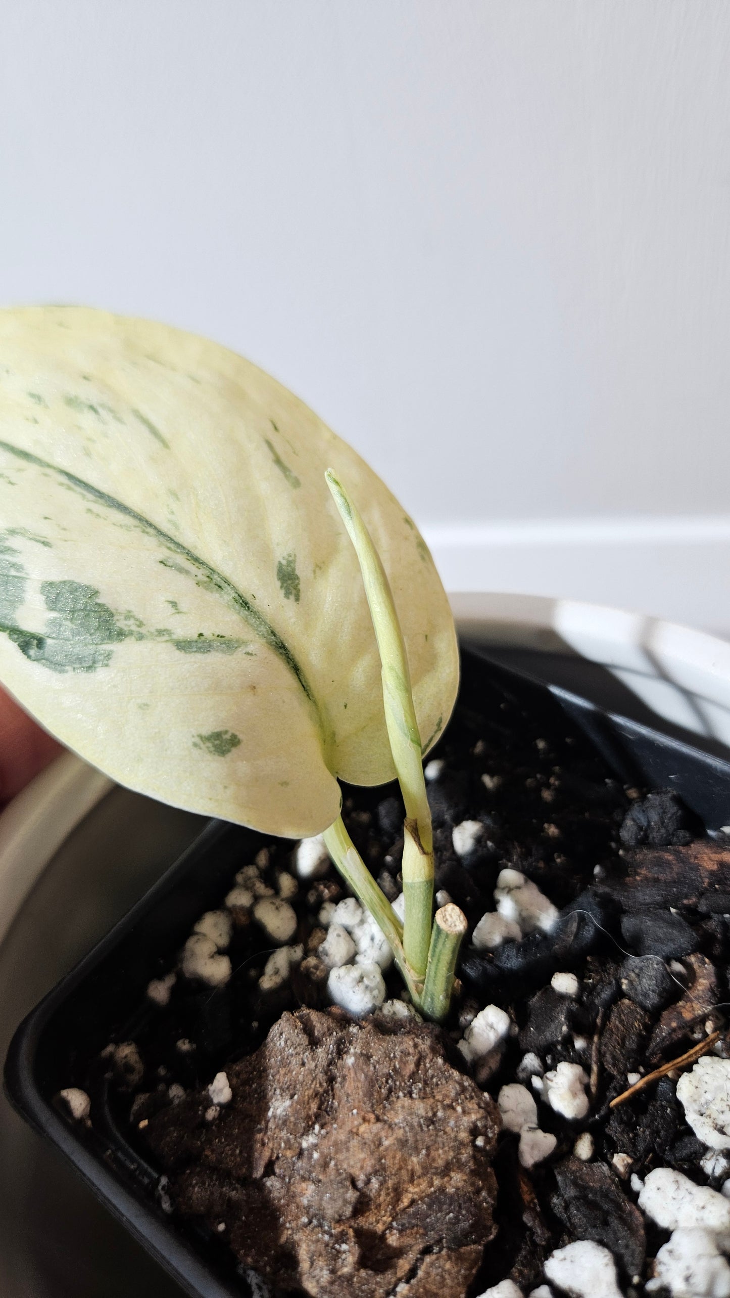 Scindapsus Exotica albo (SCI-1310)