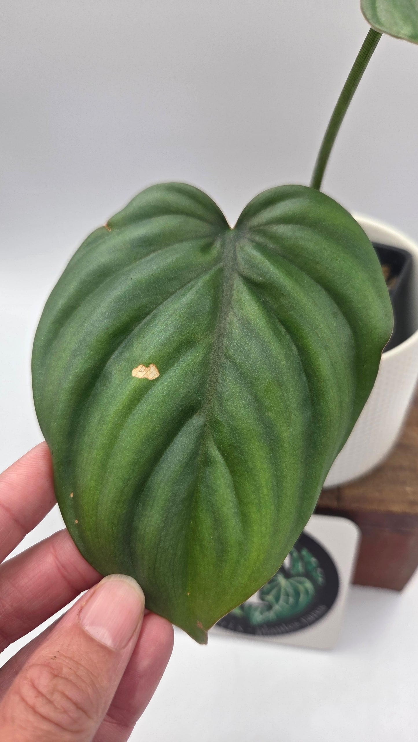 Philodendron Aff Colombia Platinum (PHI-1070)