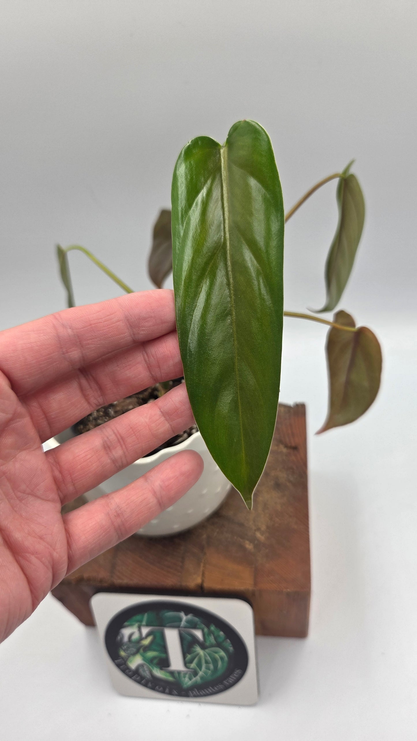 Philodendron Esmeraldense Aff (PHI-692)