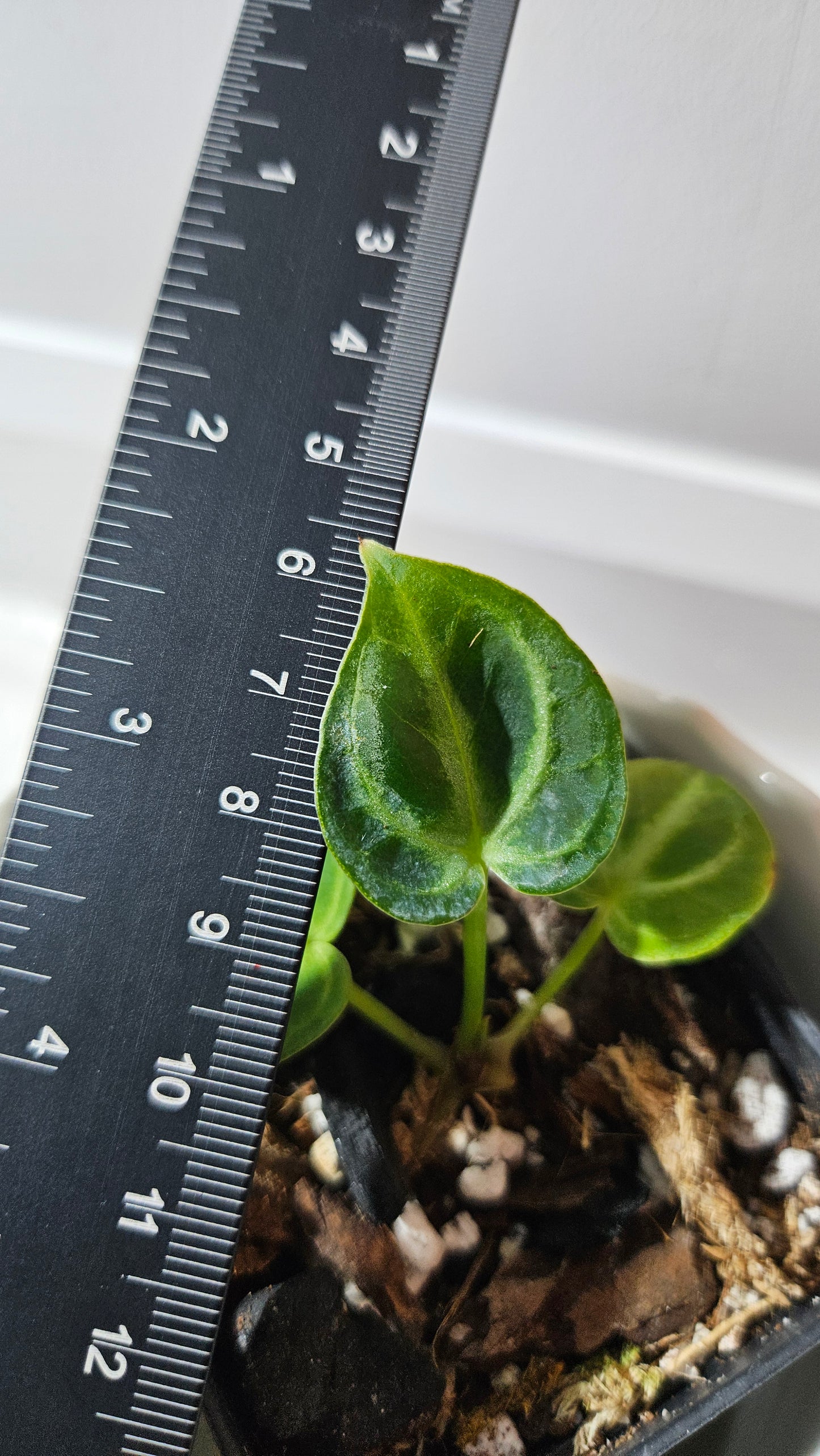 Anthurium Dorayaki Silver "format SEEDLING"( ANT-573)