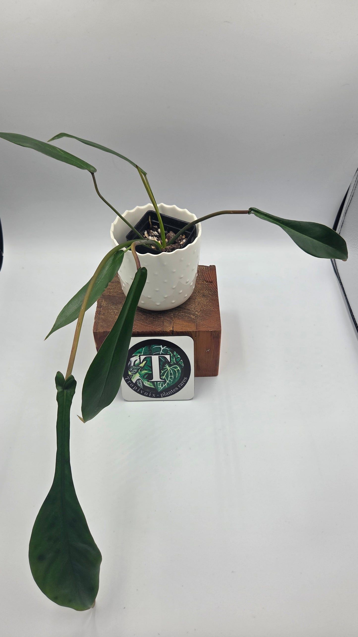 Philodendron Joepii (PHI-1034)