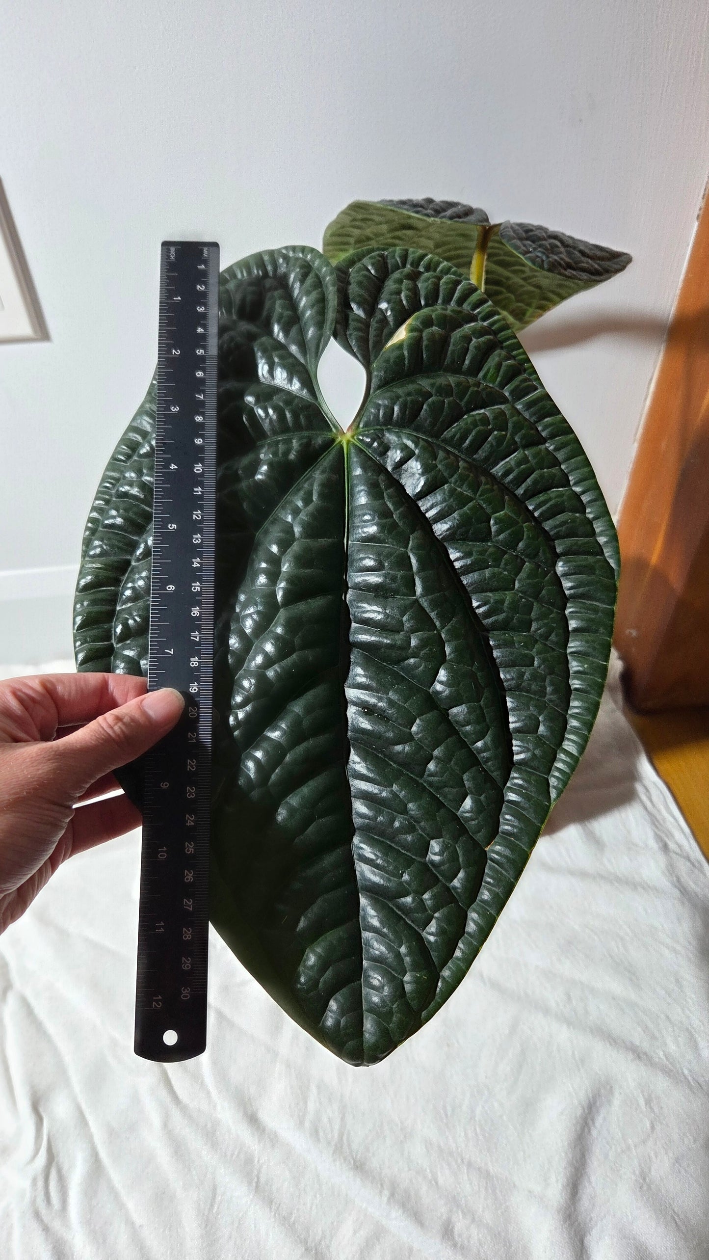 Anthurium Luxurians Dark  "format XLARGE" (ANT-644)
