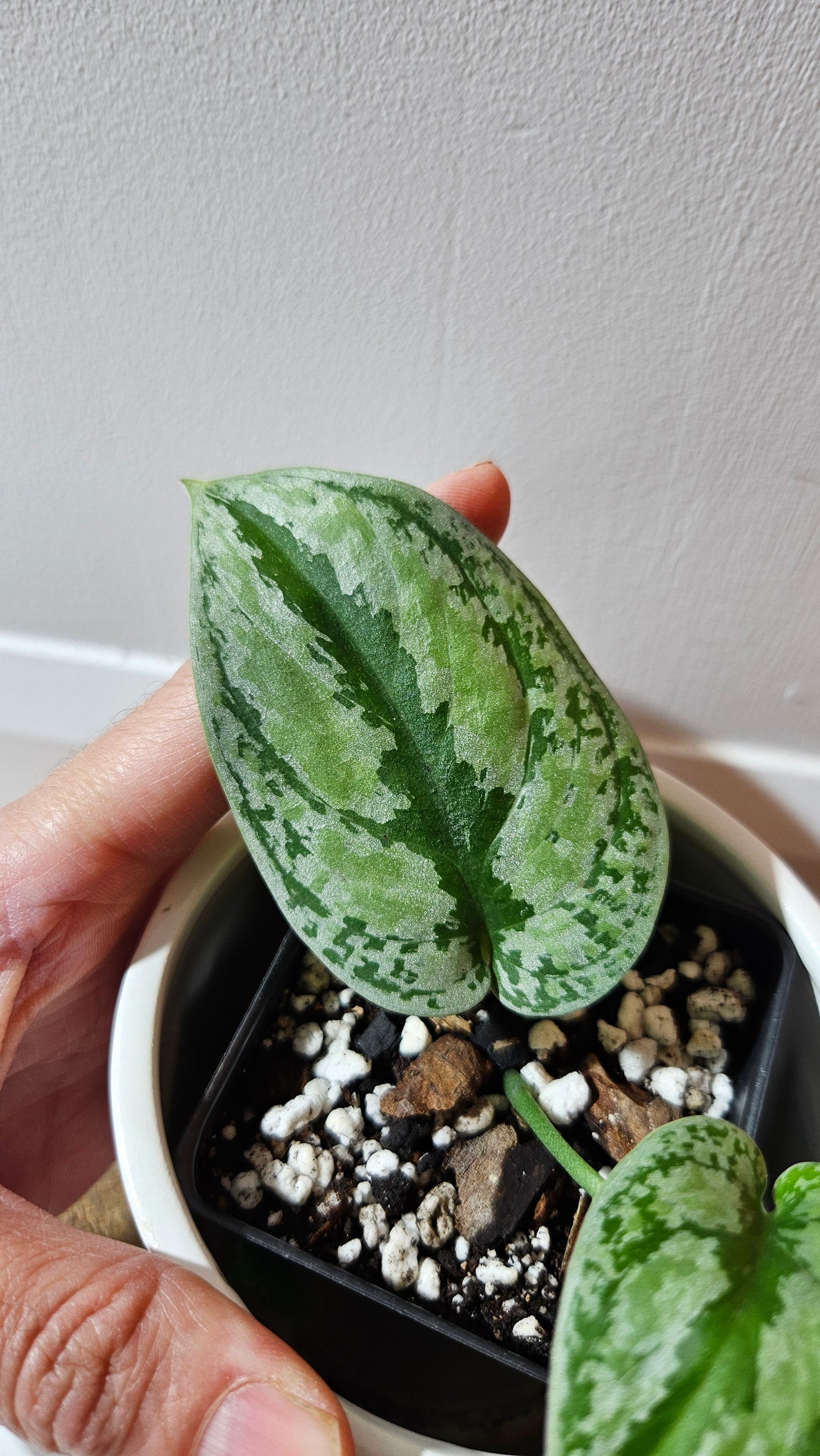 Scindapsus Tricolore silver Platinum (SCI-1118)