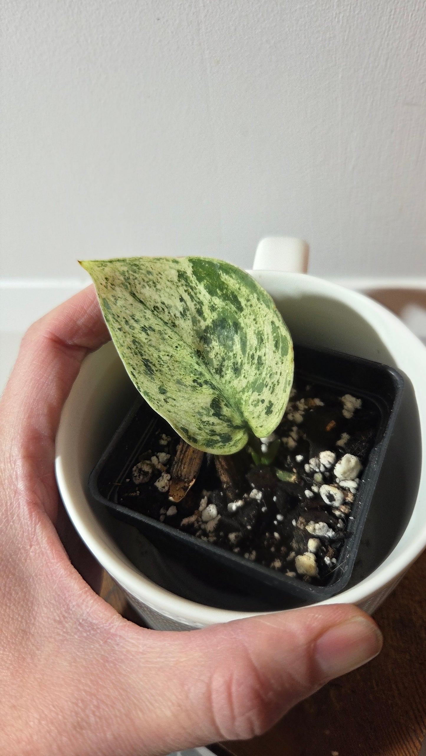 Scindapsus Silver Cloud variegata (SCI-1364)