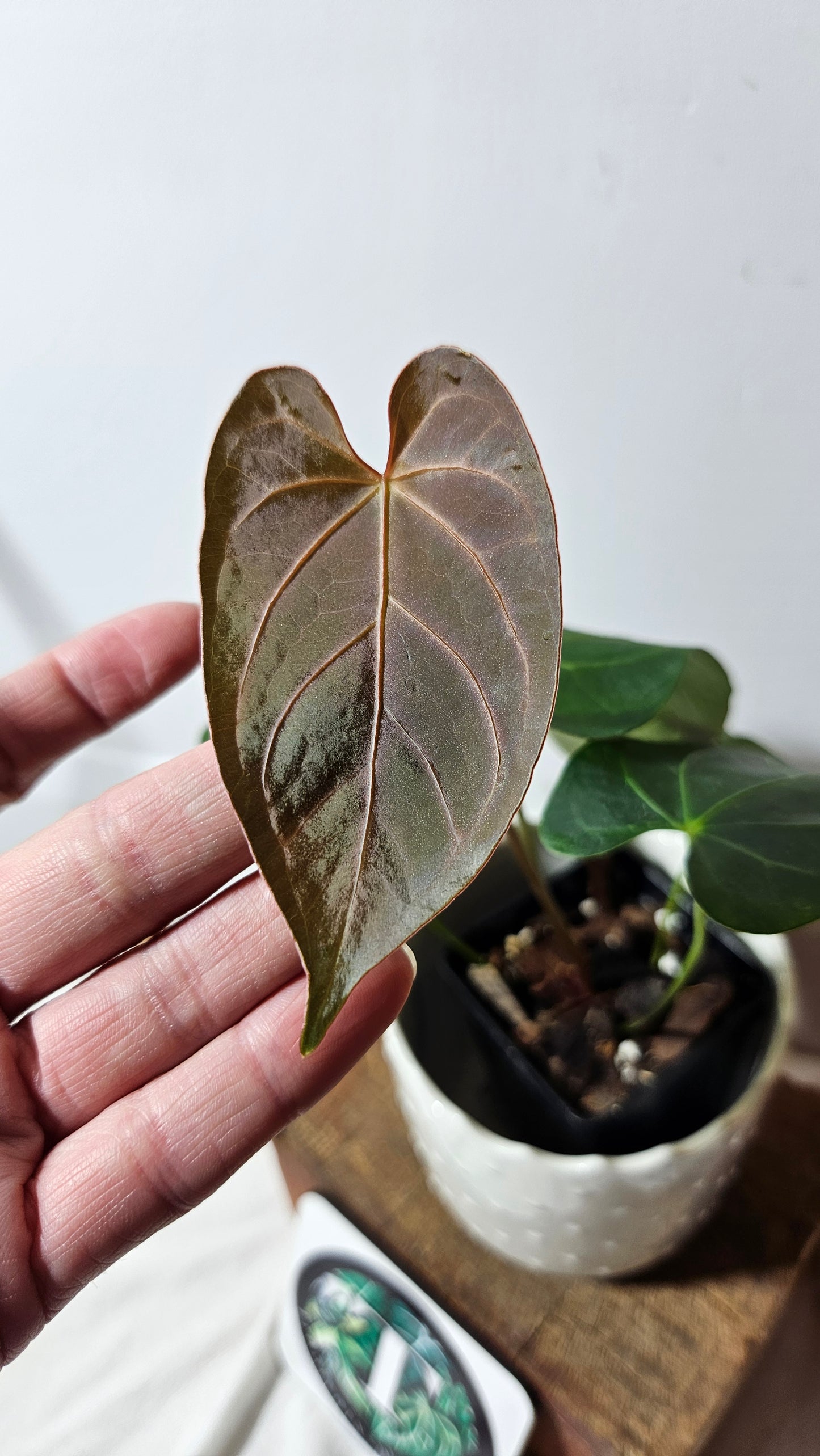 Anthurium Magnificum X AOS Équateur "format MOYEN"(ANT-222)