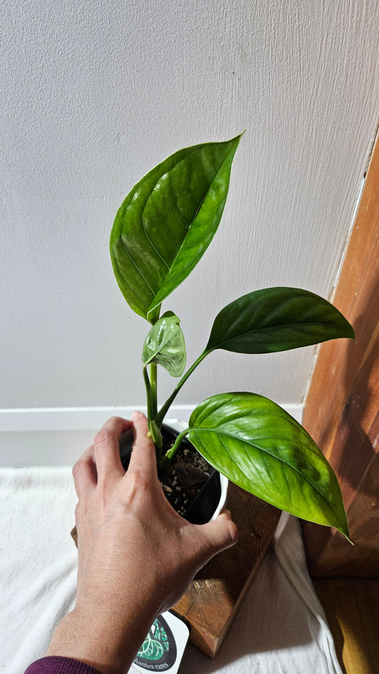 Monstera Obliqua Aff Calacali (MON-445)
