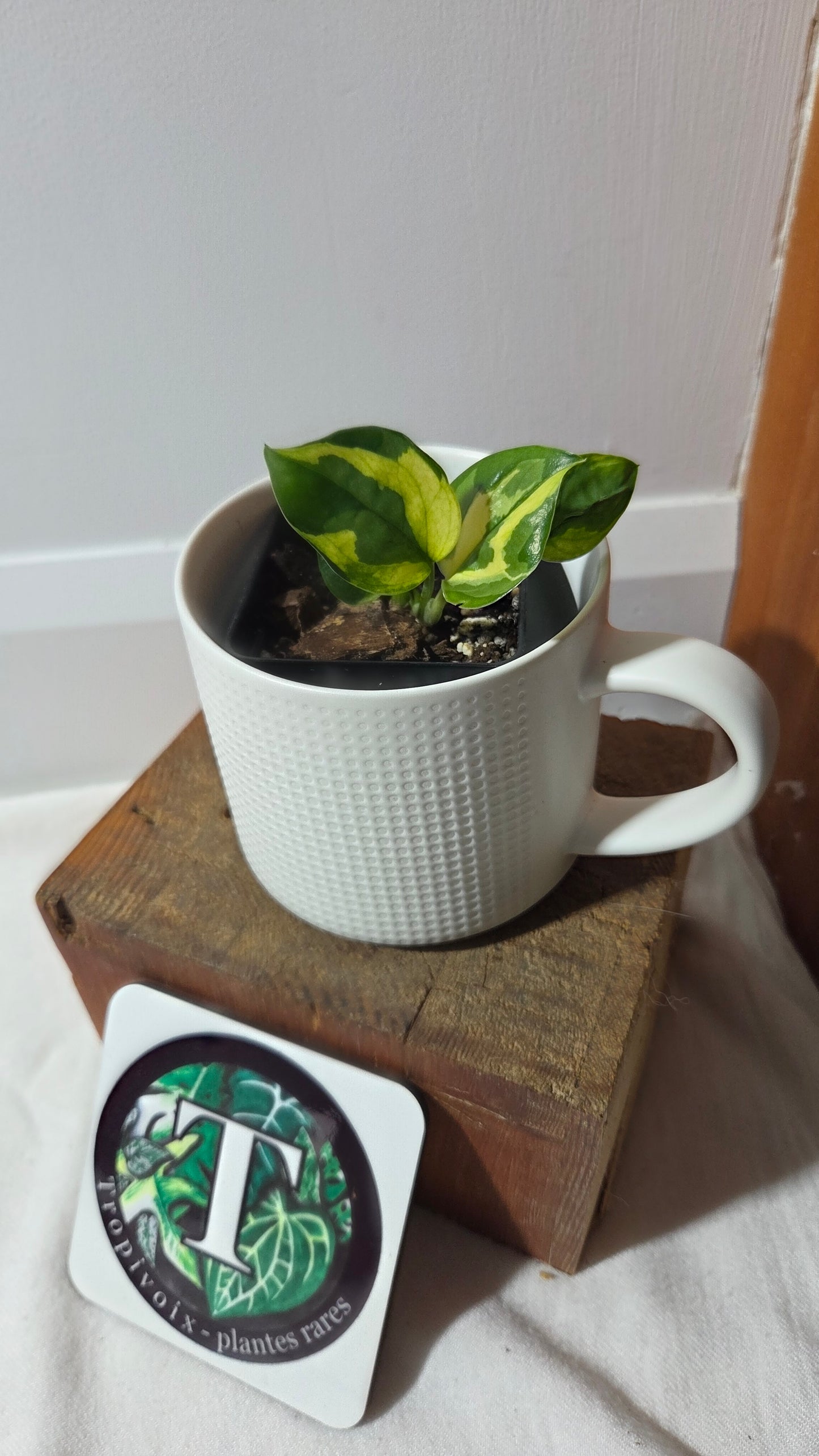 Epipremnum Lemon Meringue (EPI-228)