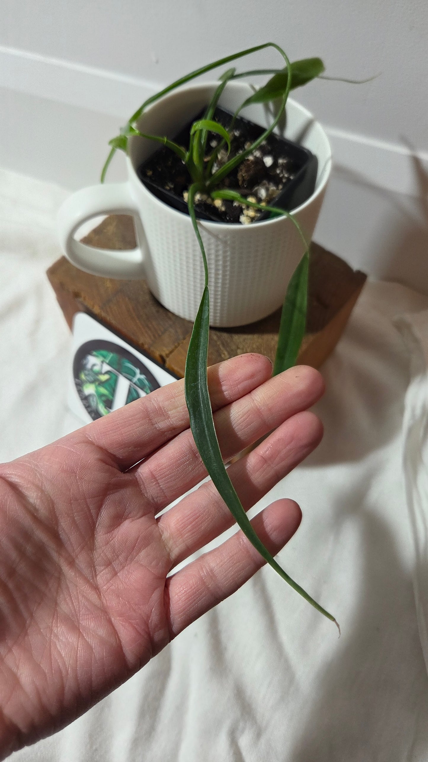 Philodendron Holtonianum Super Narrow (PHI-1018)