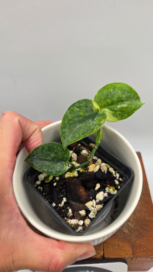 Scindapsus Tricolore Léopard Variegata(SCI-1461)