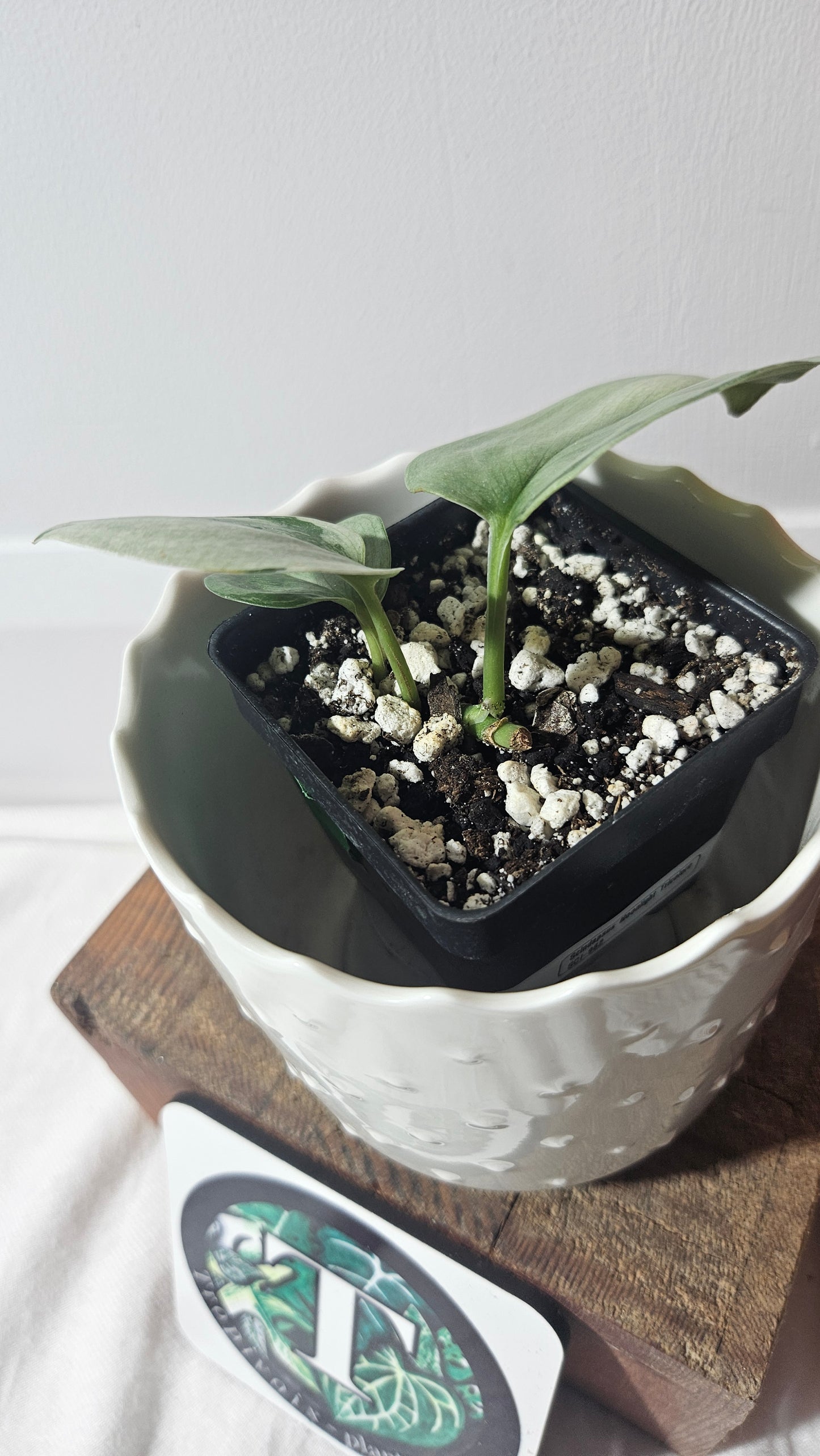 Scindapsus Treubii Moonlight Tricolore (SCI-962)