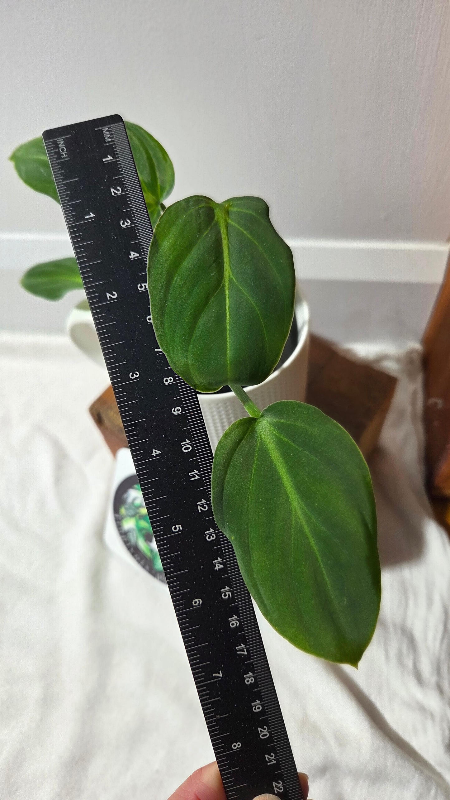 Philodendron Gloriosum x Plowmanii (PHI-1003)
