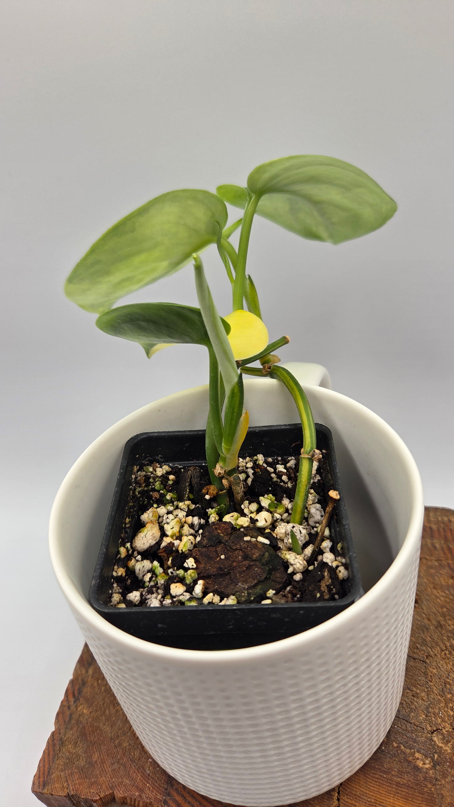 Scindapsus Jade Satin Aurea (SCI-1439)