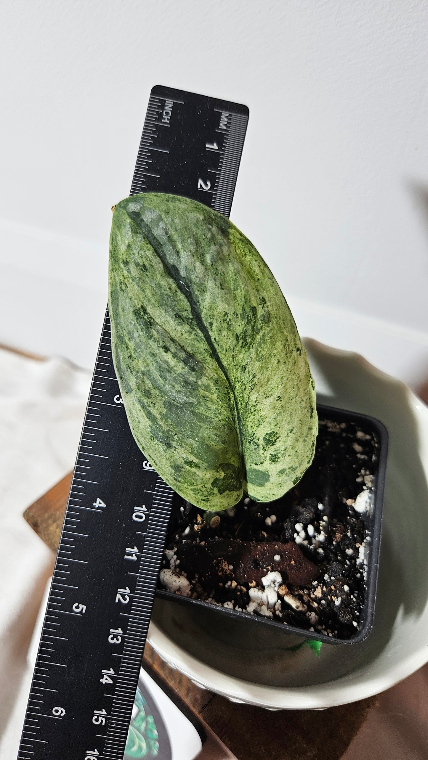 Scindapsus Black Dragon Variegata (SCI-618)