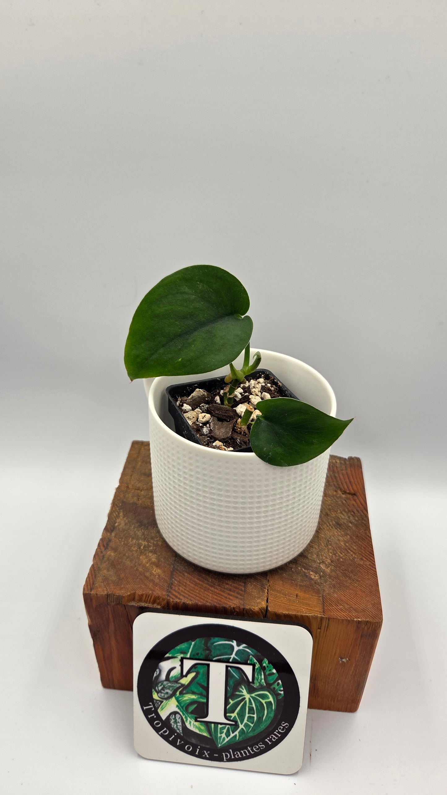 Scindapsus Jade Satin (SCI-1457)