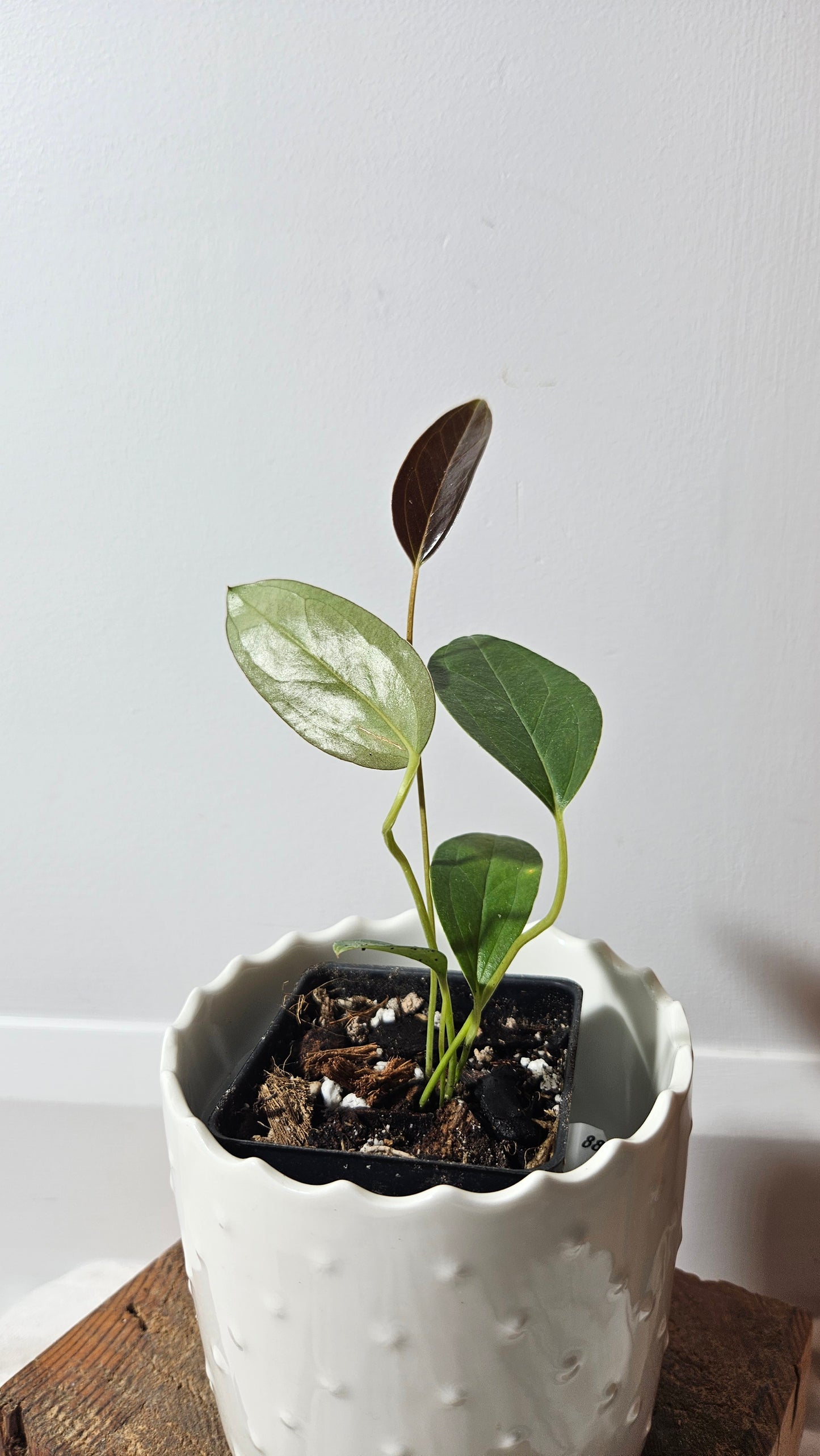 Anthurium Lingua "Format PETIT" (ANT-211)