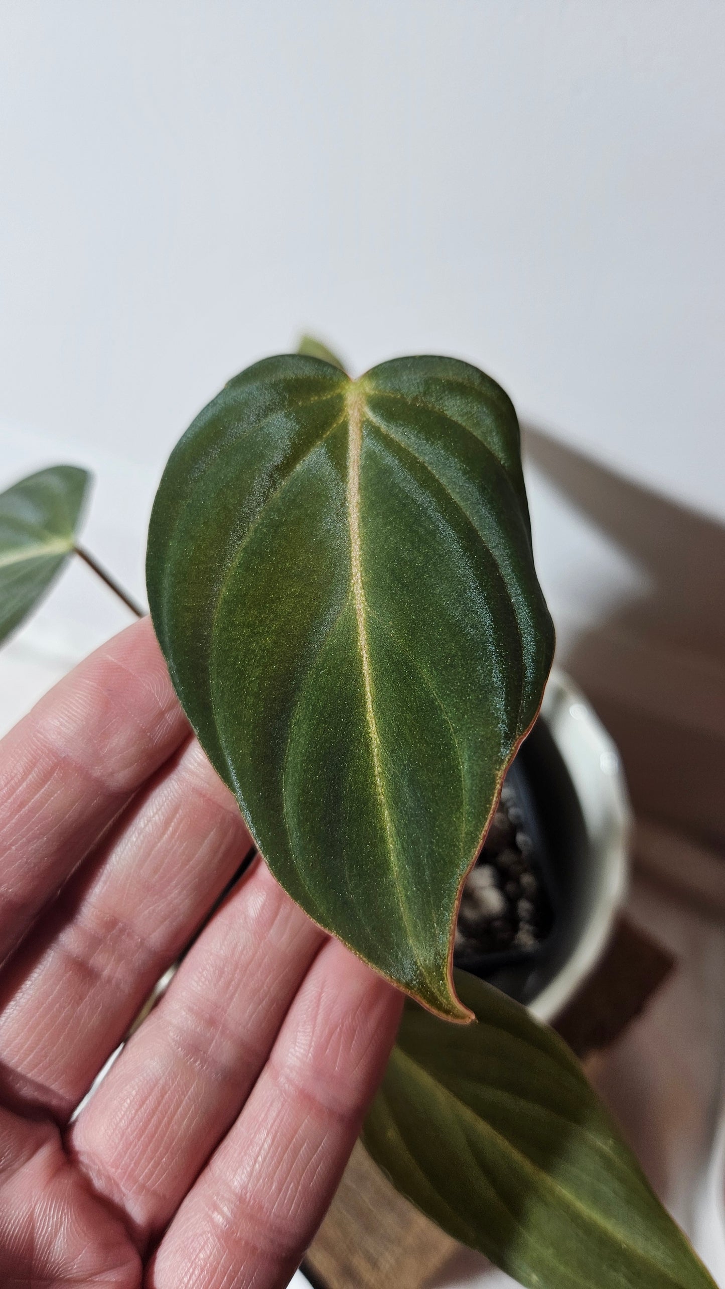 Philodendron Glorious (PHI-635)