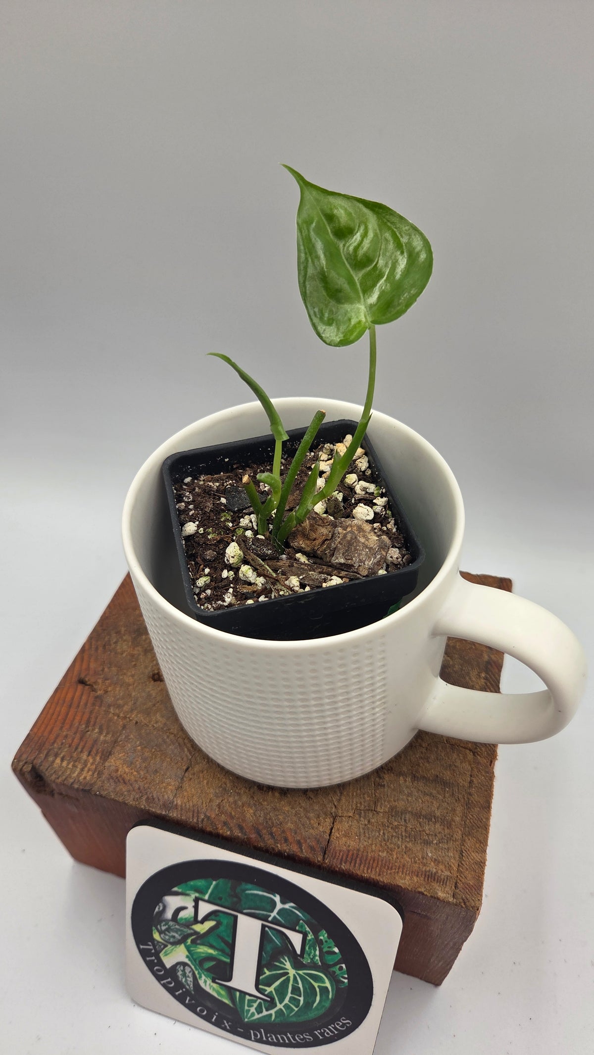 Scindapsus Lucens (SCI-1531)