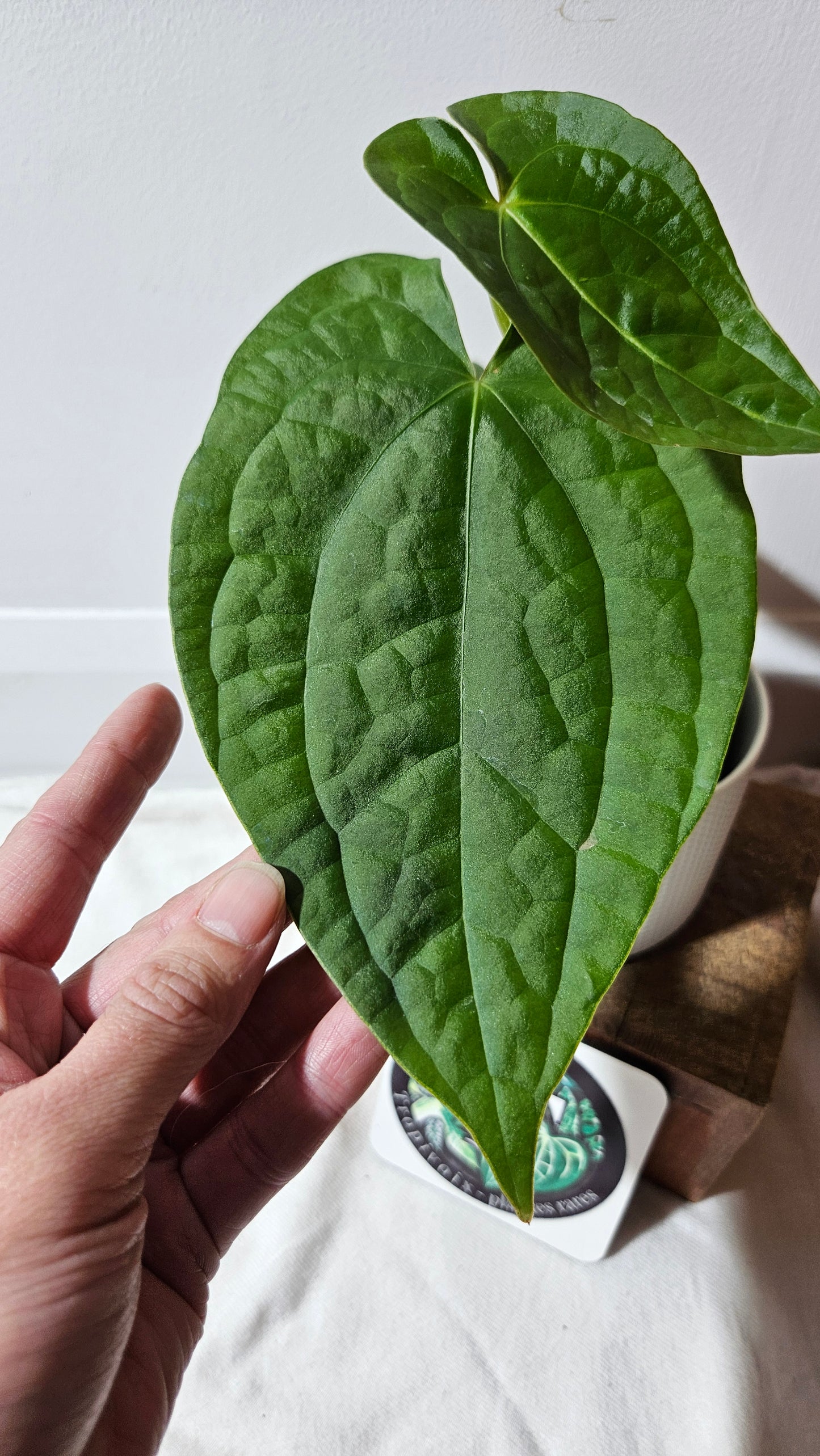 Anthurium Forgetti X Luxurians "format MOYEN" (ANT-634)