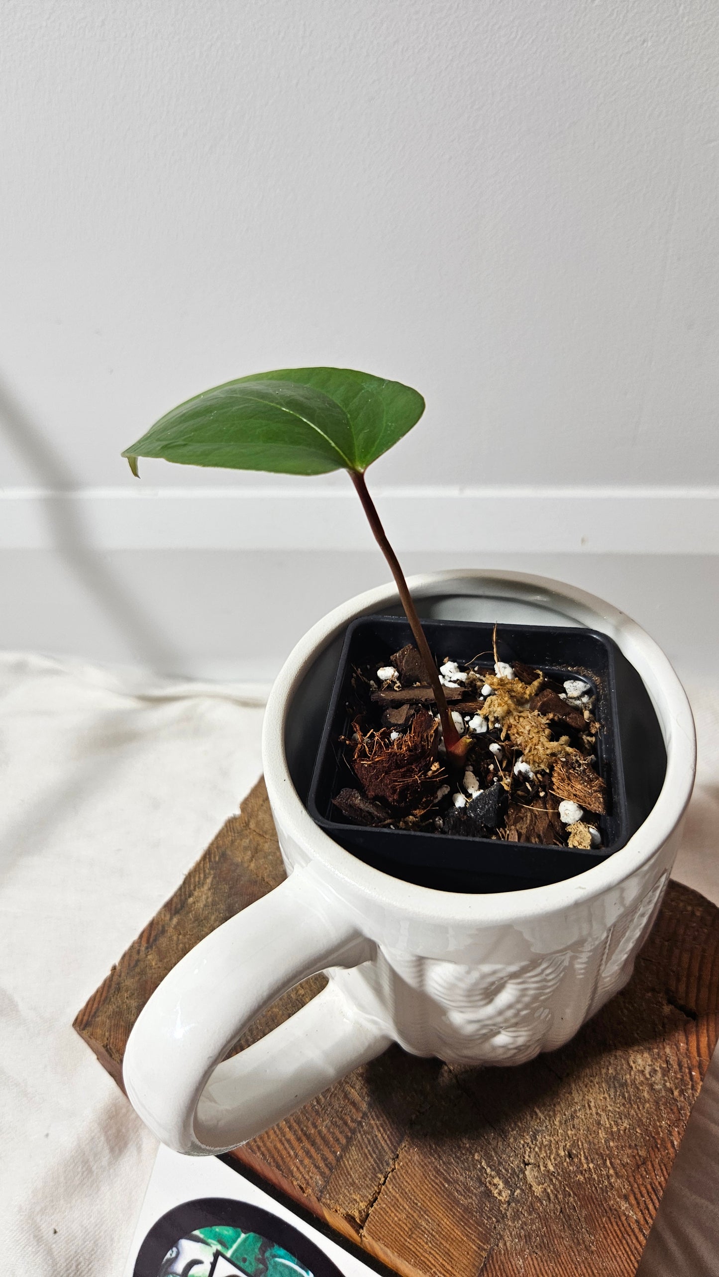 Anthurium  Pinkleyi "format SEEDLING" (ANT-189)