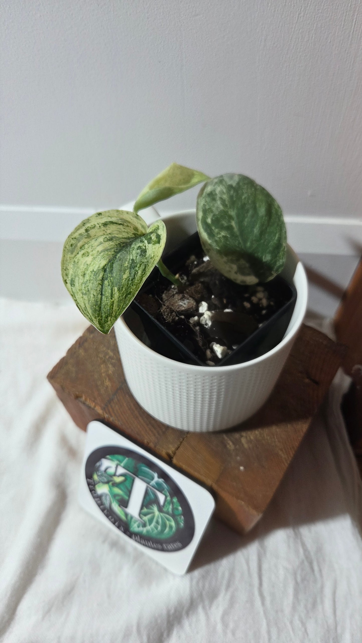 Scindapsus Silver Splash Tricolore (SCI-1367)