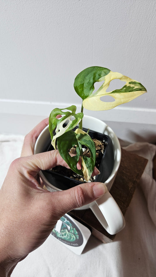 Monstera Andasonii Tricolore (MON-333)