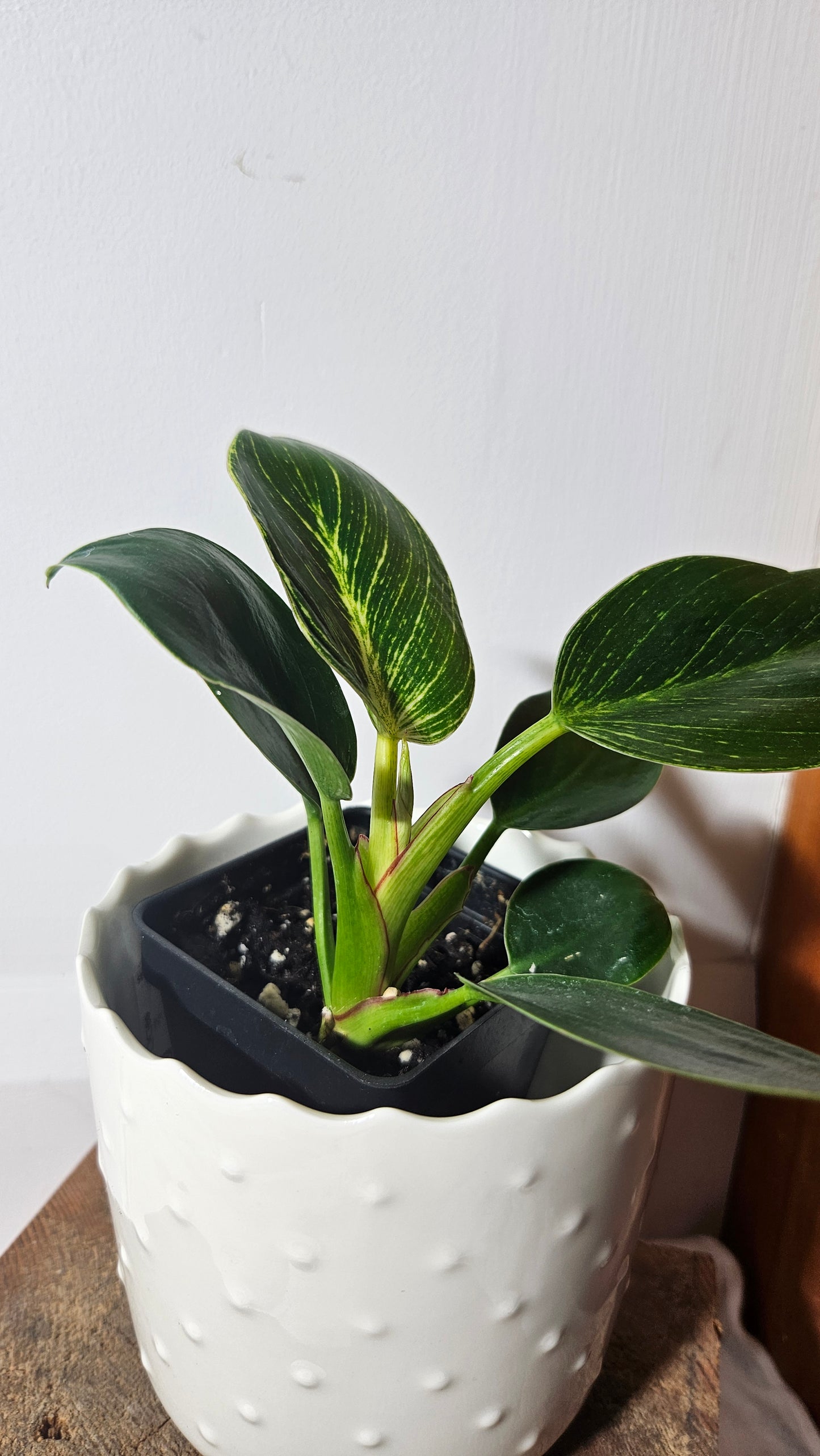 Philodendron Birkin (PHI-608)