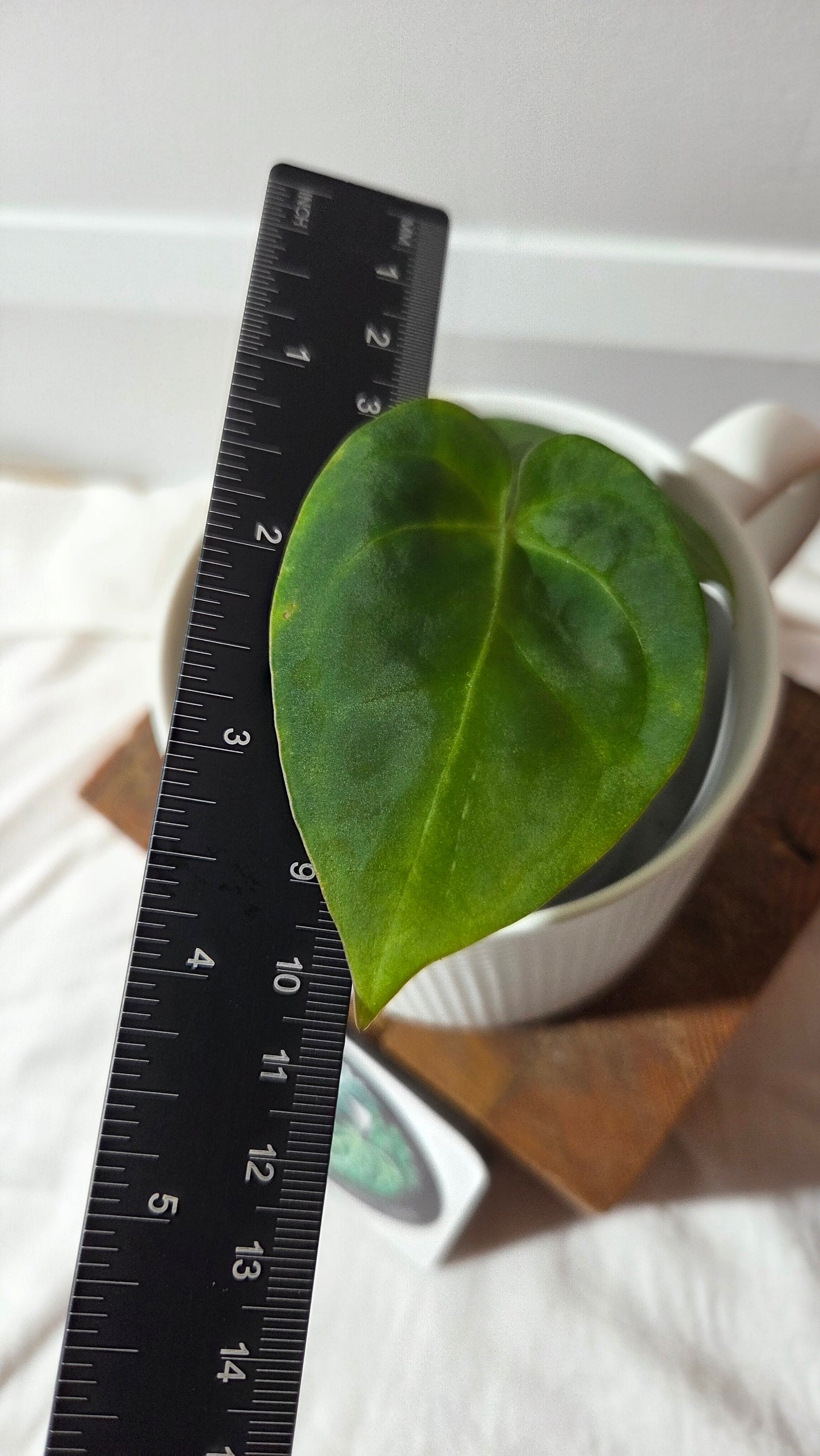 Anthurium  Papillilaminum Hybrid "format PETIT" (ANT-662)